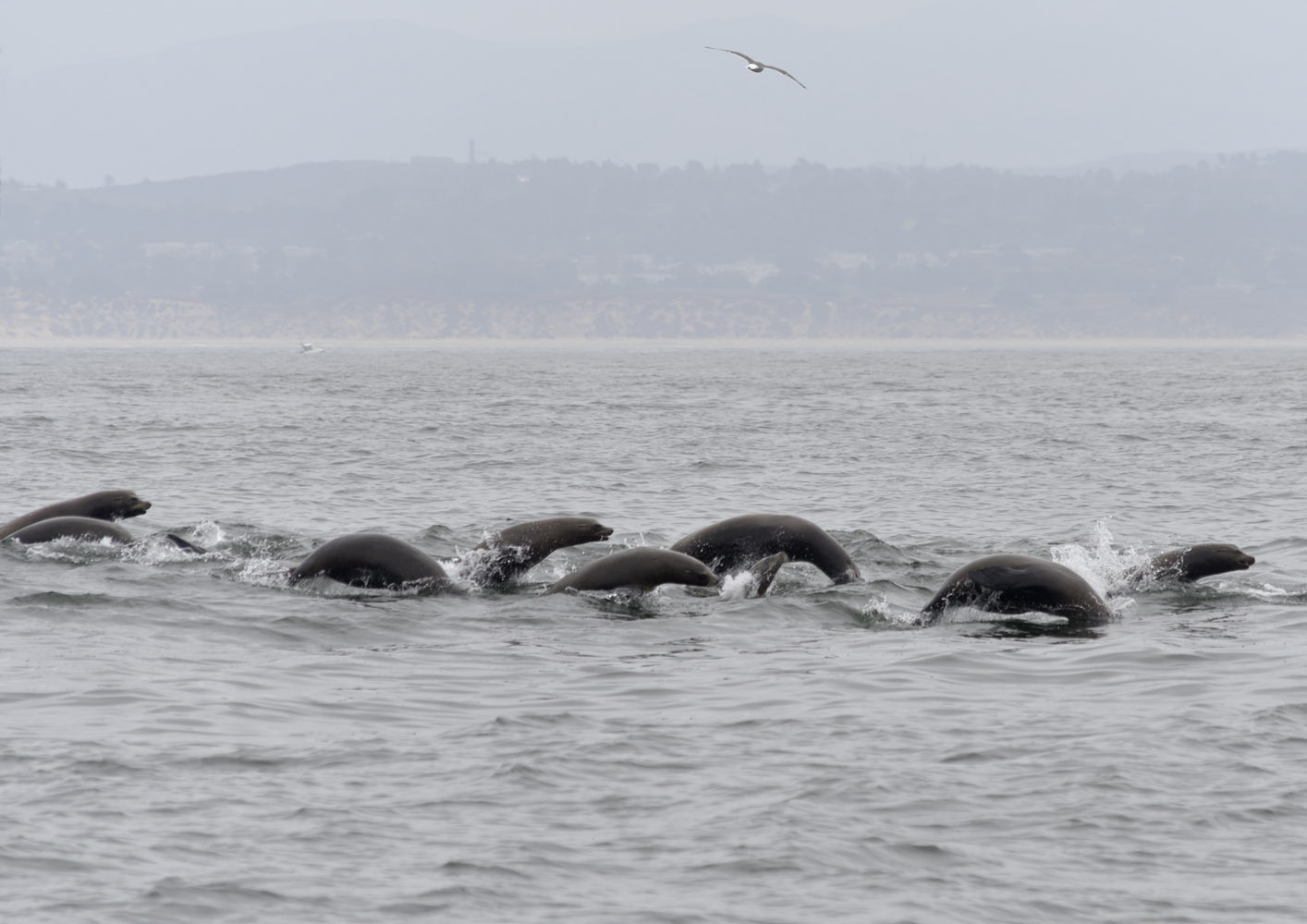Californian sea lions porpoising