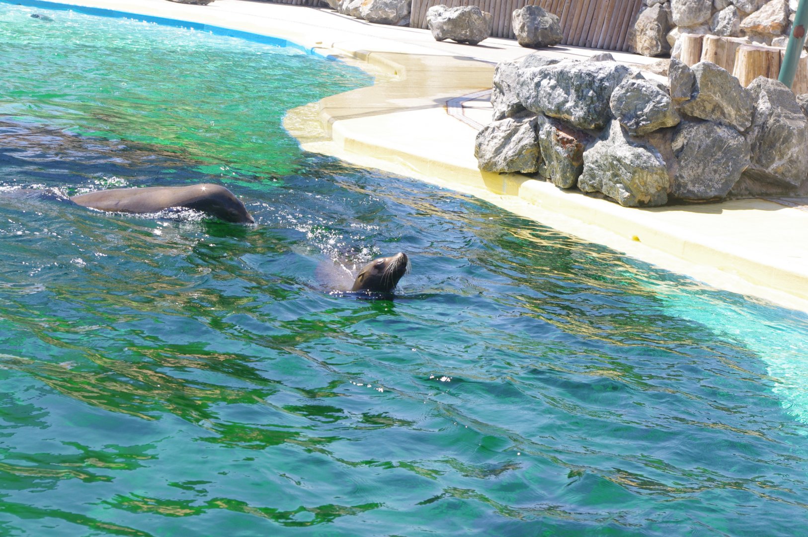 Californian Sea Lions- Sea Lion Bay- 3/6/2022
