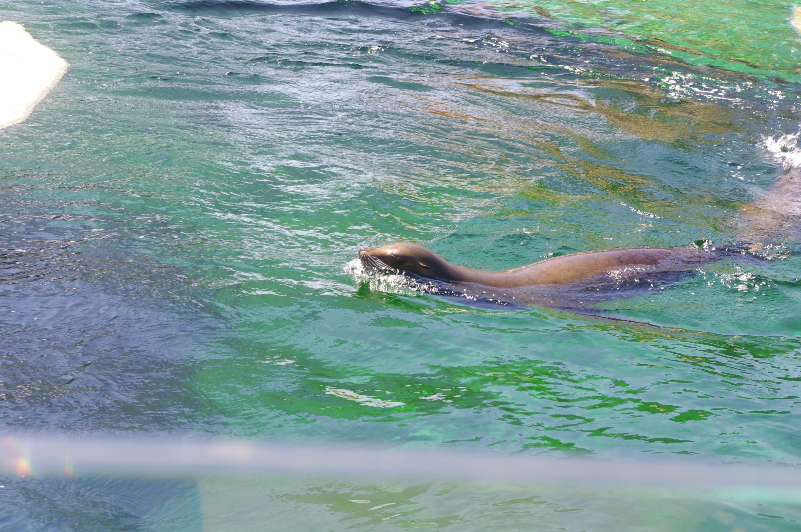 Californian Sea Lions- Sea Lion Bay- 3/6/2022