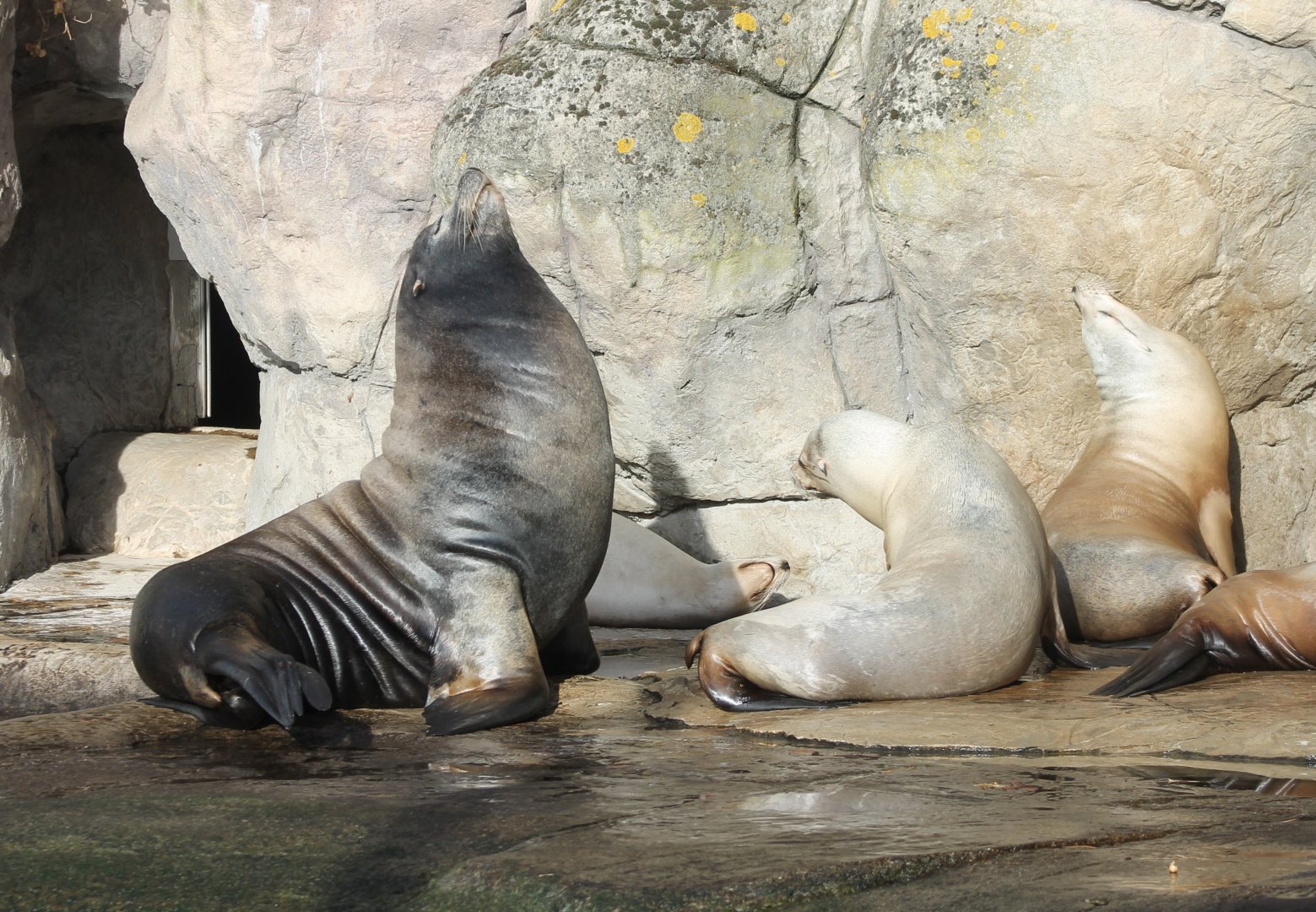Californian sea-lions sunbathing