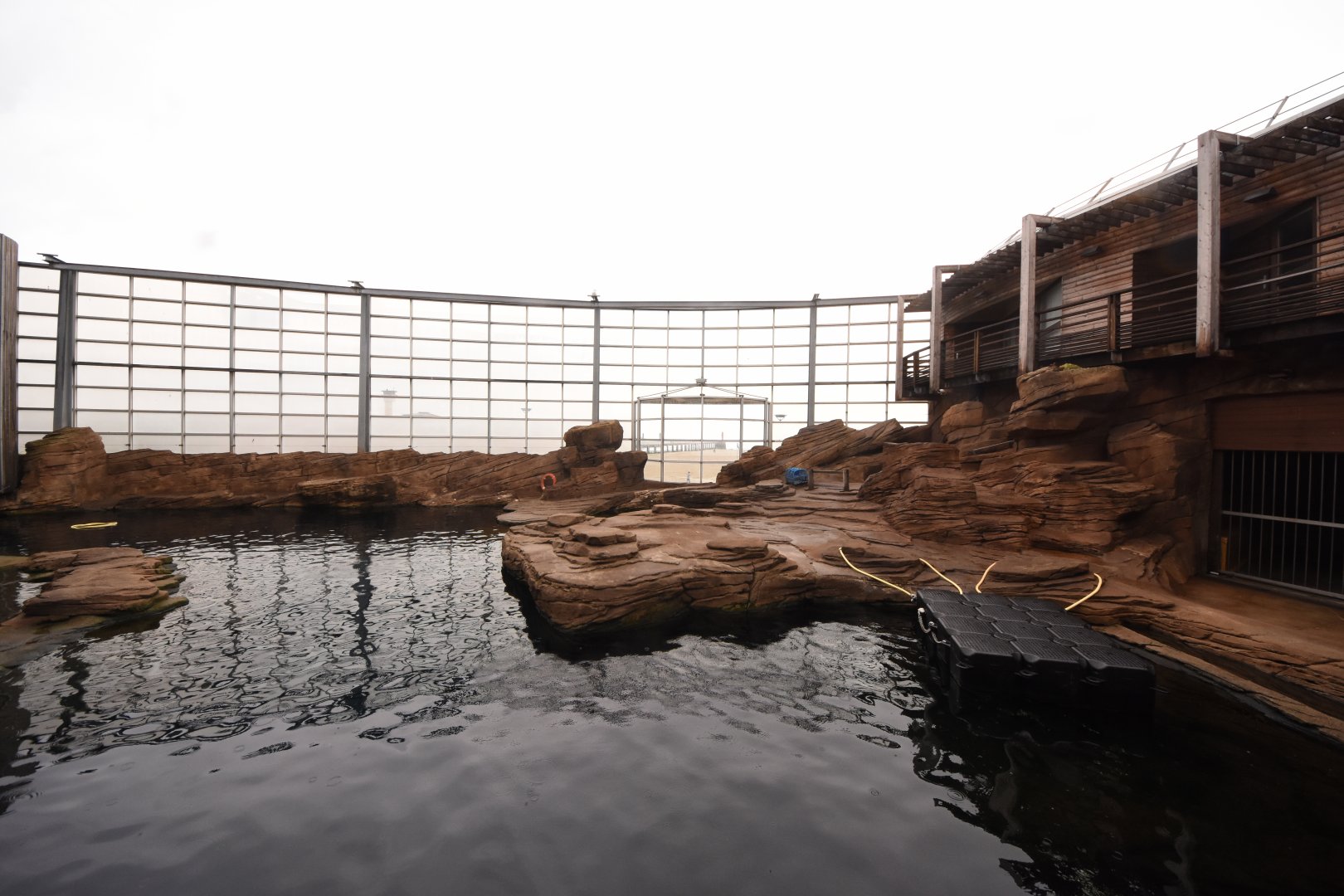 Californian Sea Lions with beach view