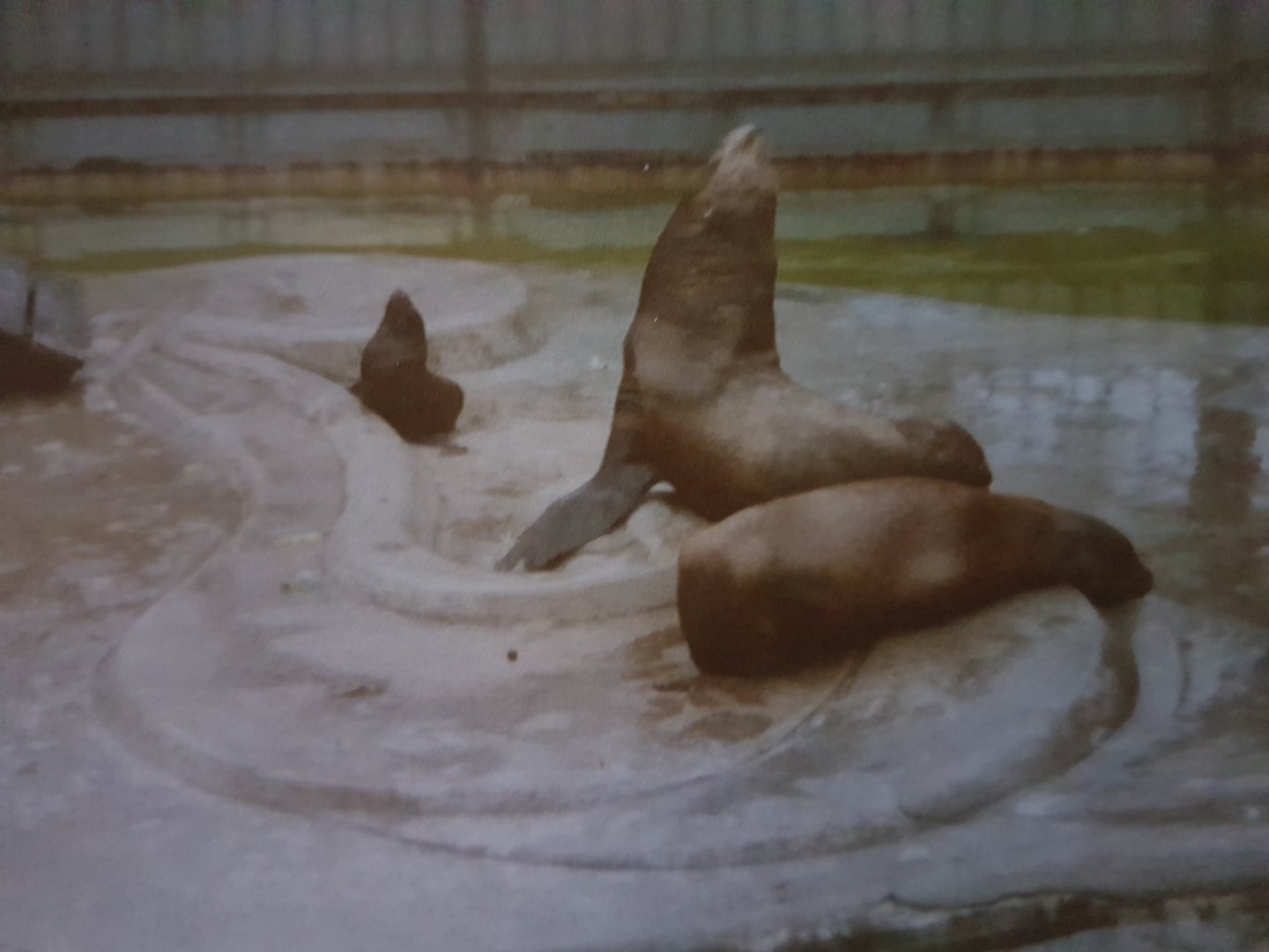 Californian Sea-lions With Young