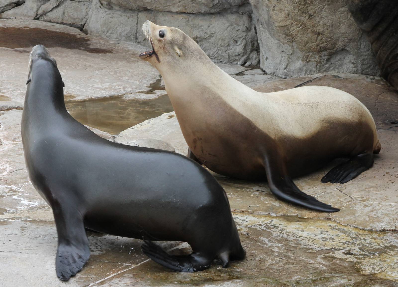Californian sea-lions