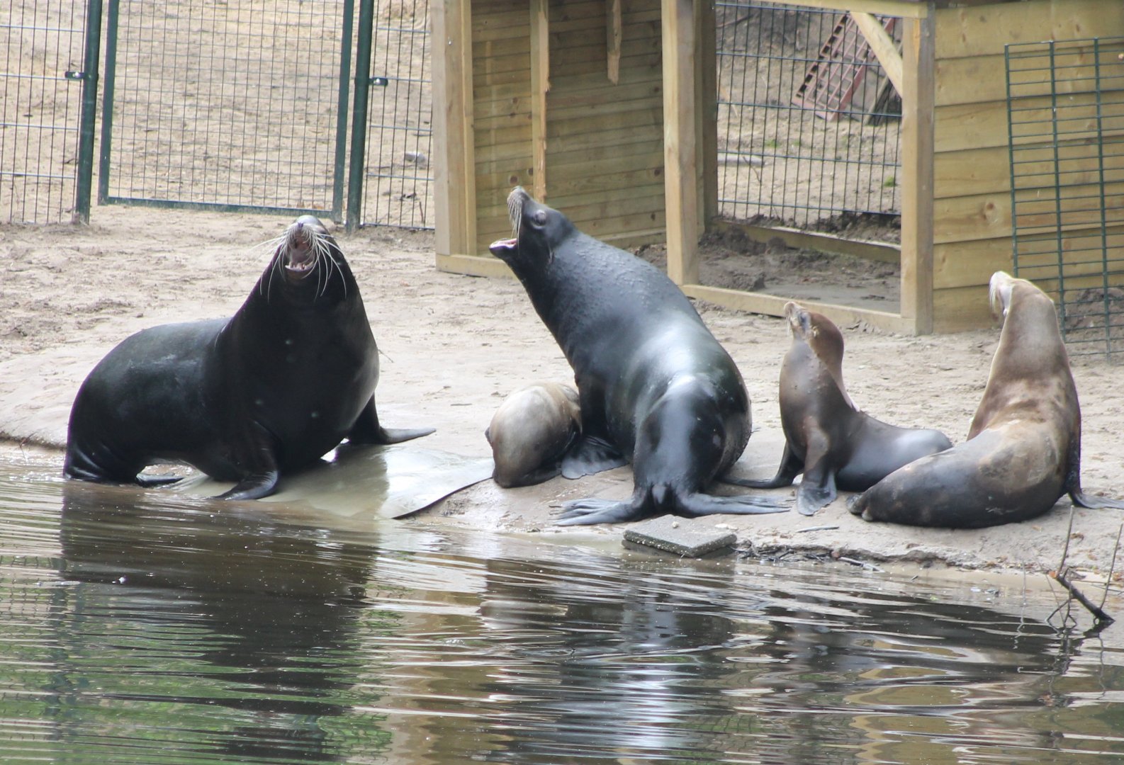 Californian sea-lions