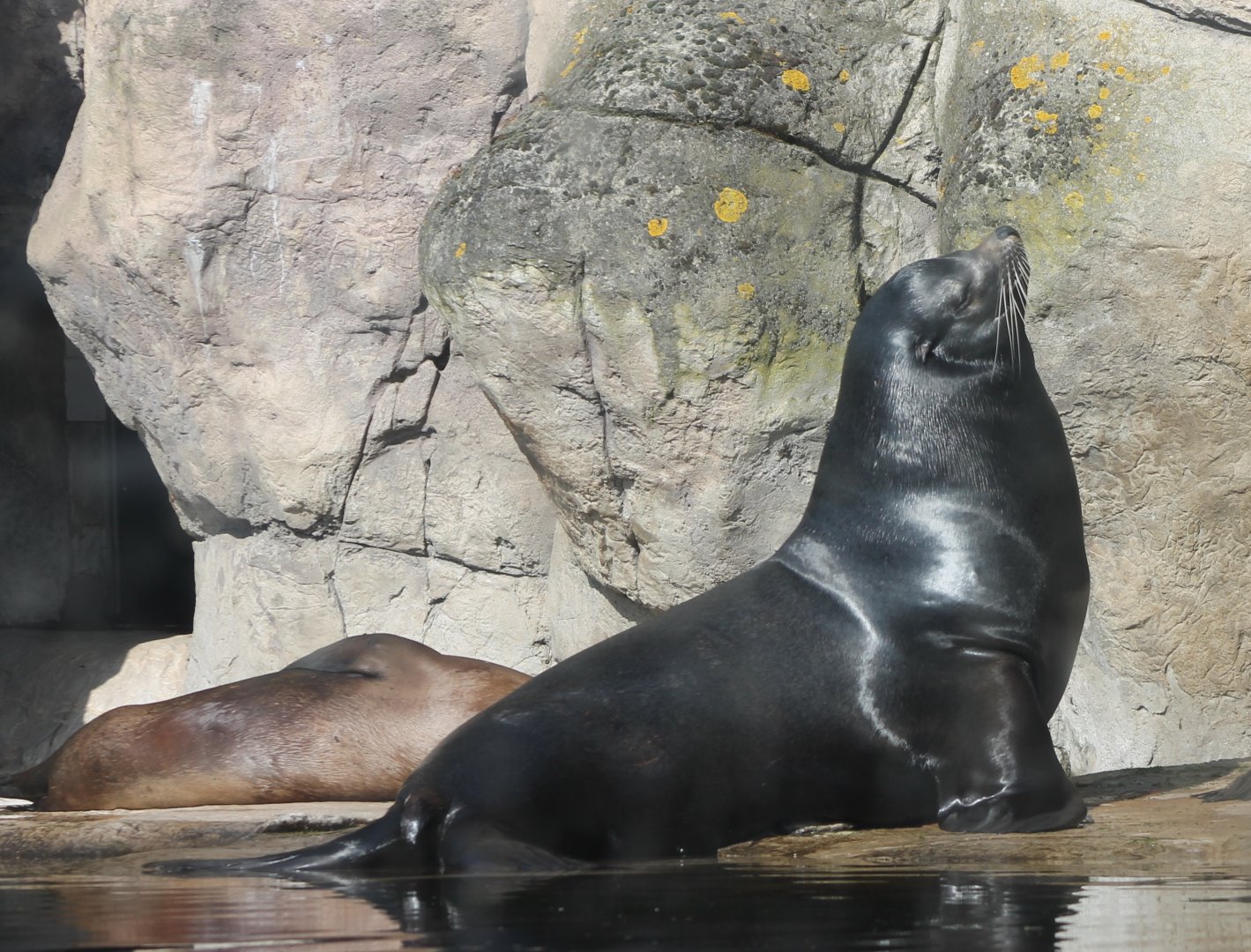 Californian sea-lions
