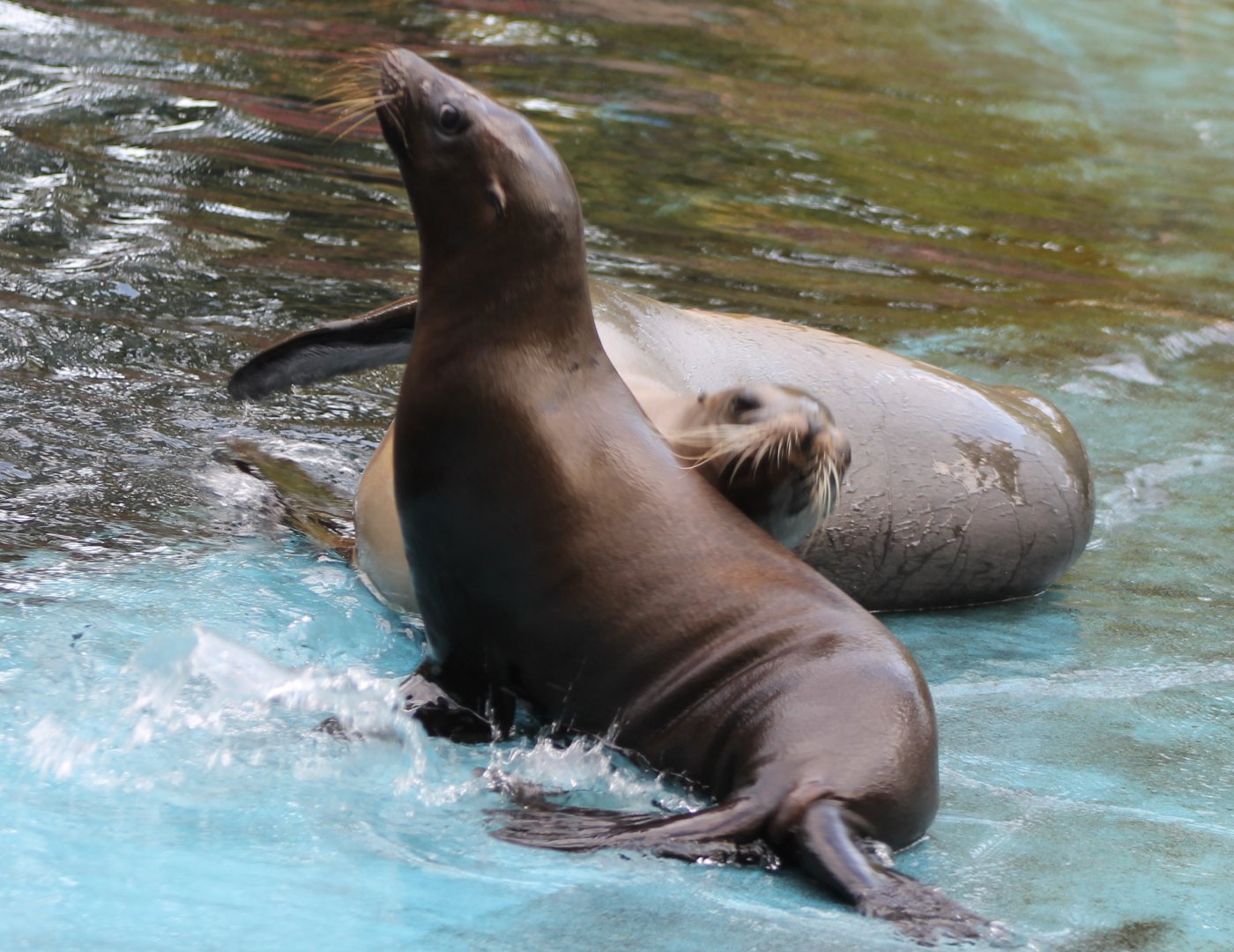 Californian sea-lions