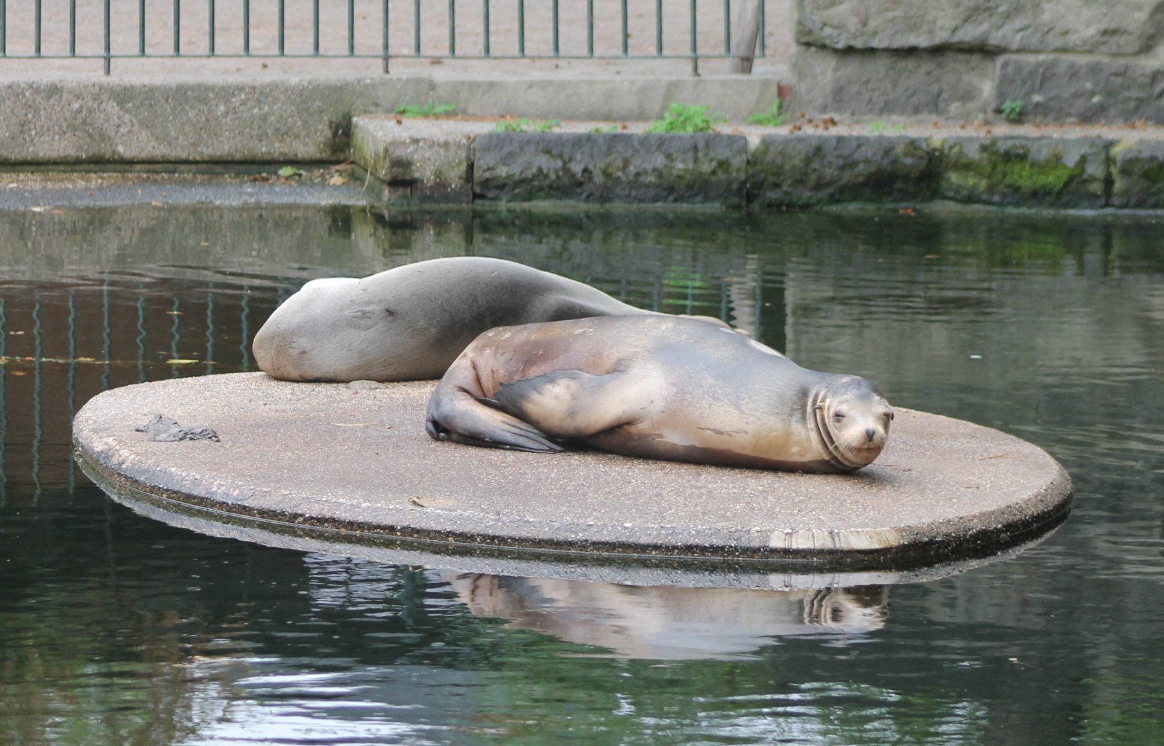 Californian sea-lions