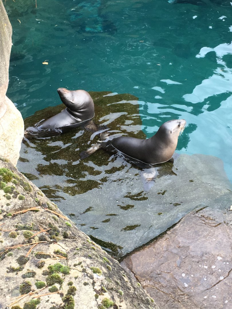 Californian sea lions