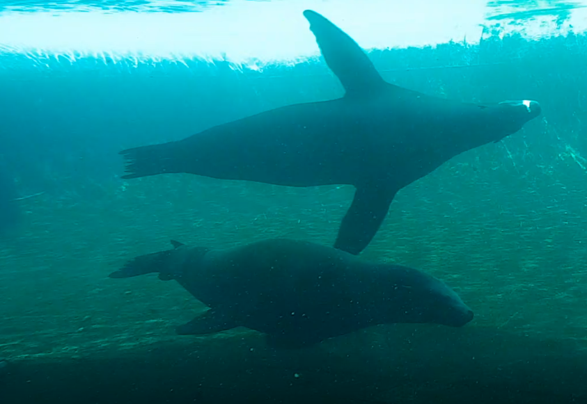 Californian sea-lions
