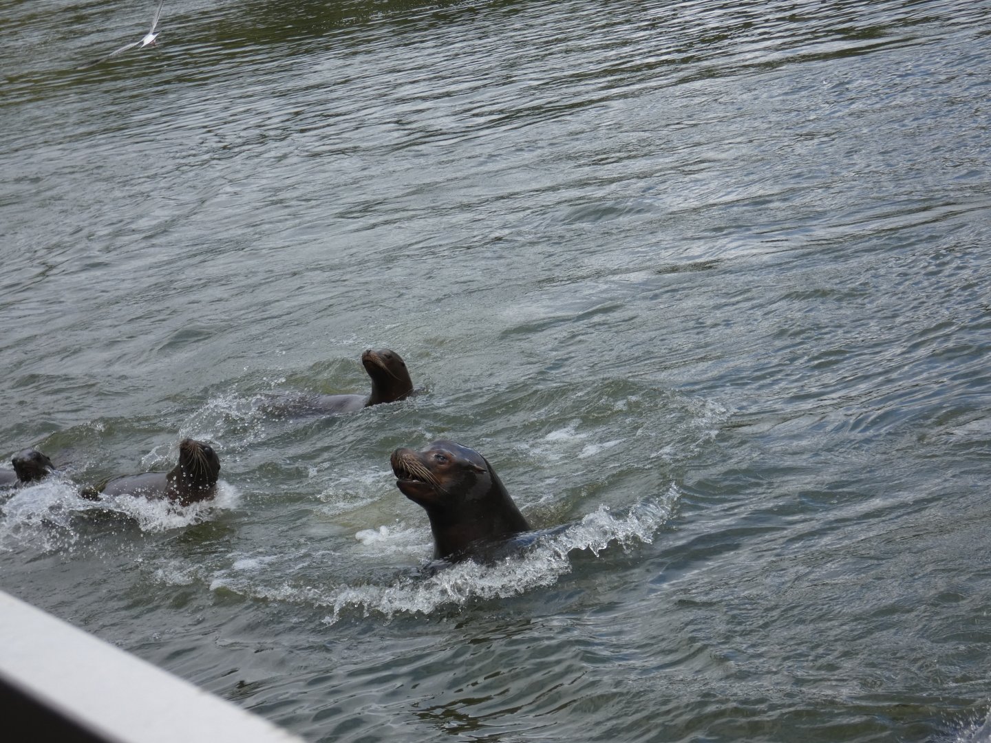 Californian Sea Lions