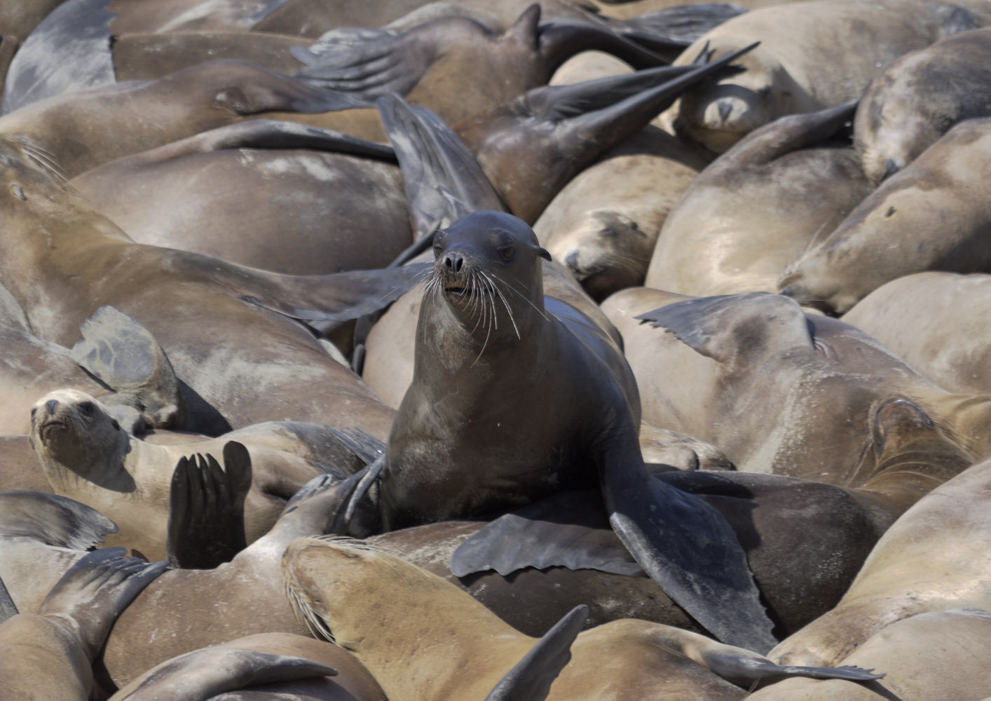 Californian sea lions