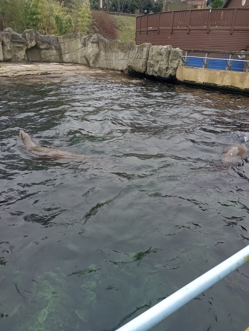 Californian sea lions