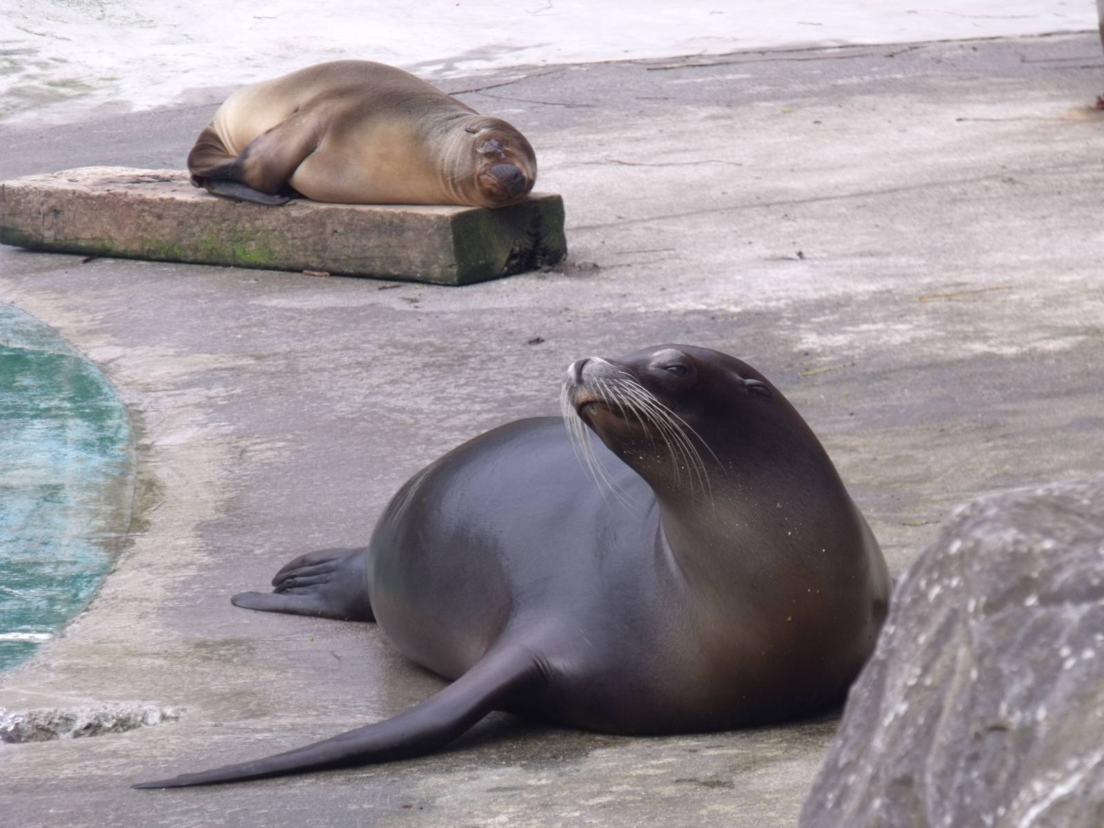 Californian Sea lions