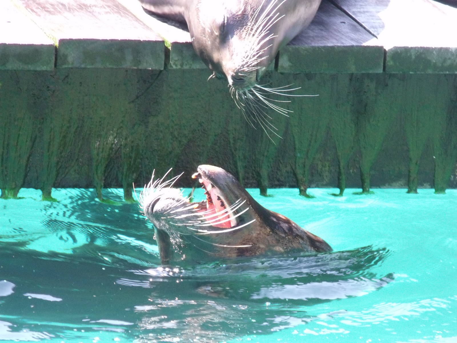 Californian Sea Lions
