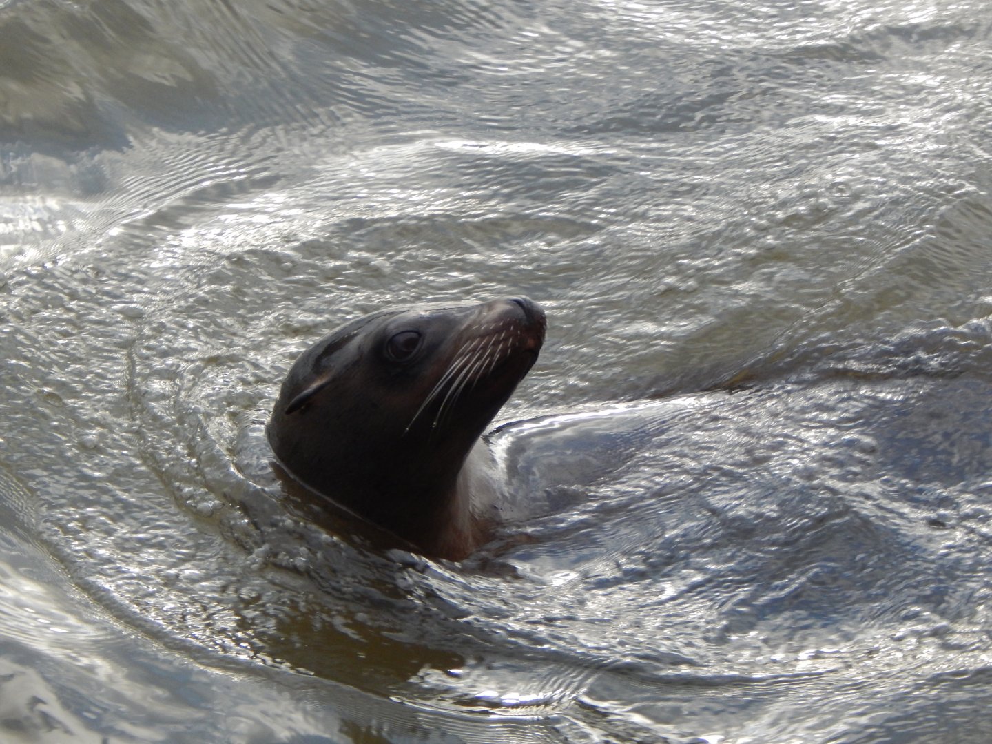 Californian sealion 091224