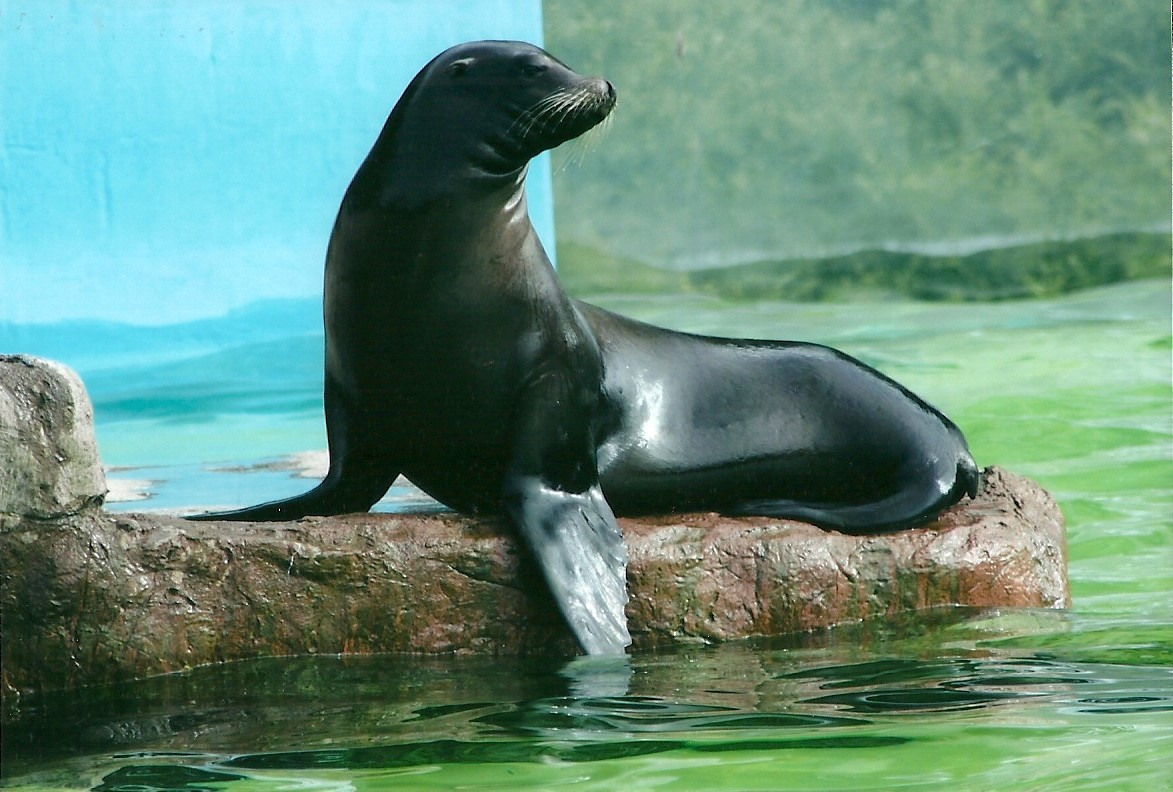 Californian Sealion 19th May 2013