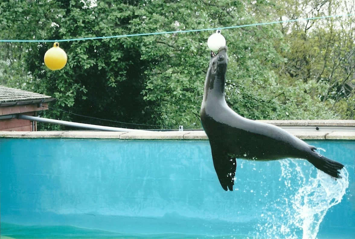 Californian Sealion 20th May 2013