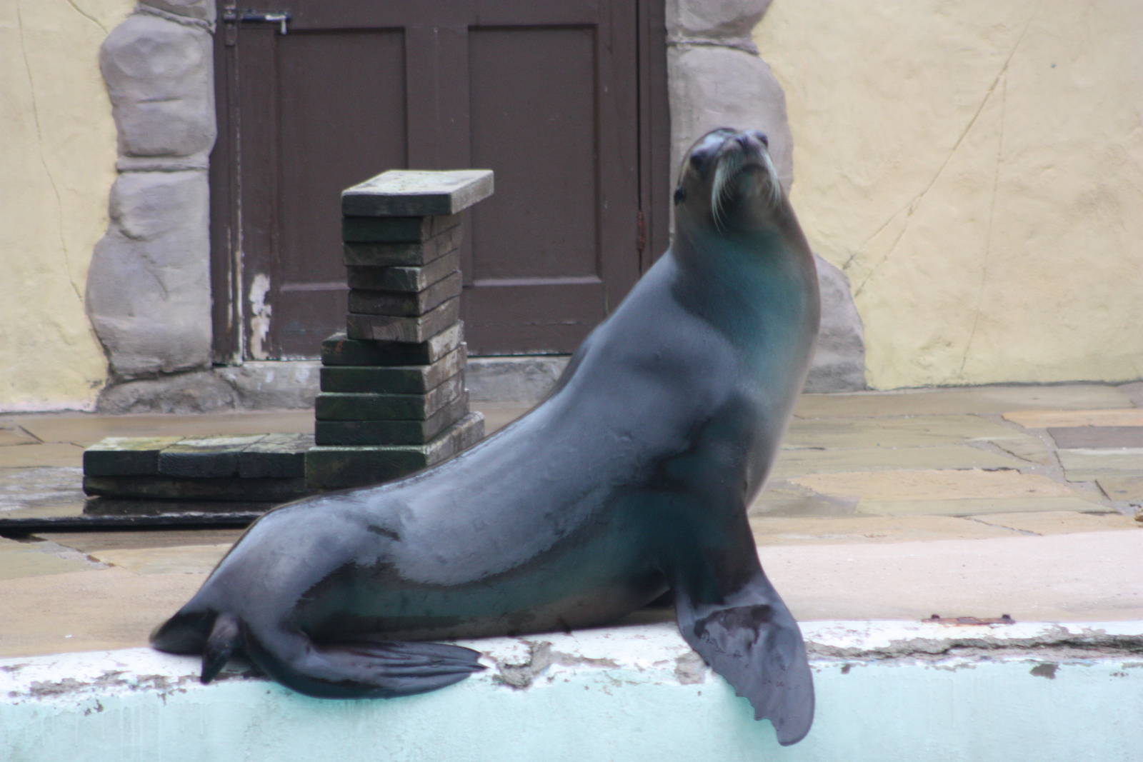 Californian Sealion, 22nd December 2014