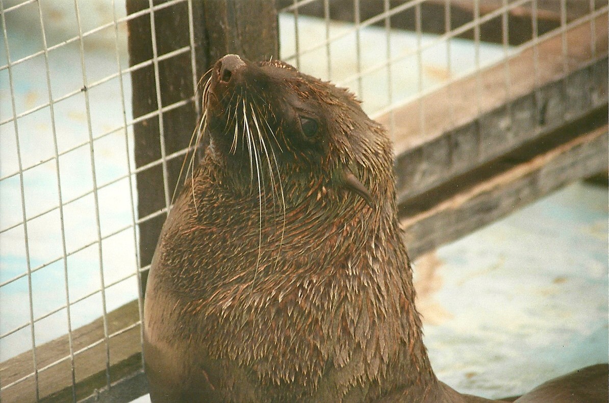 Californian Sealion 24th June 2000
