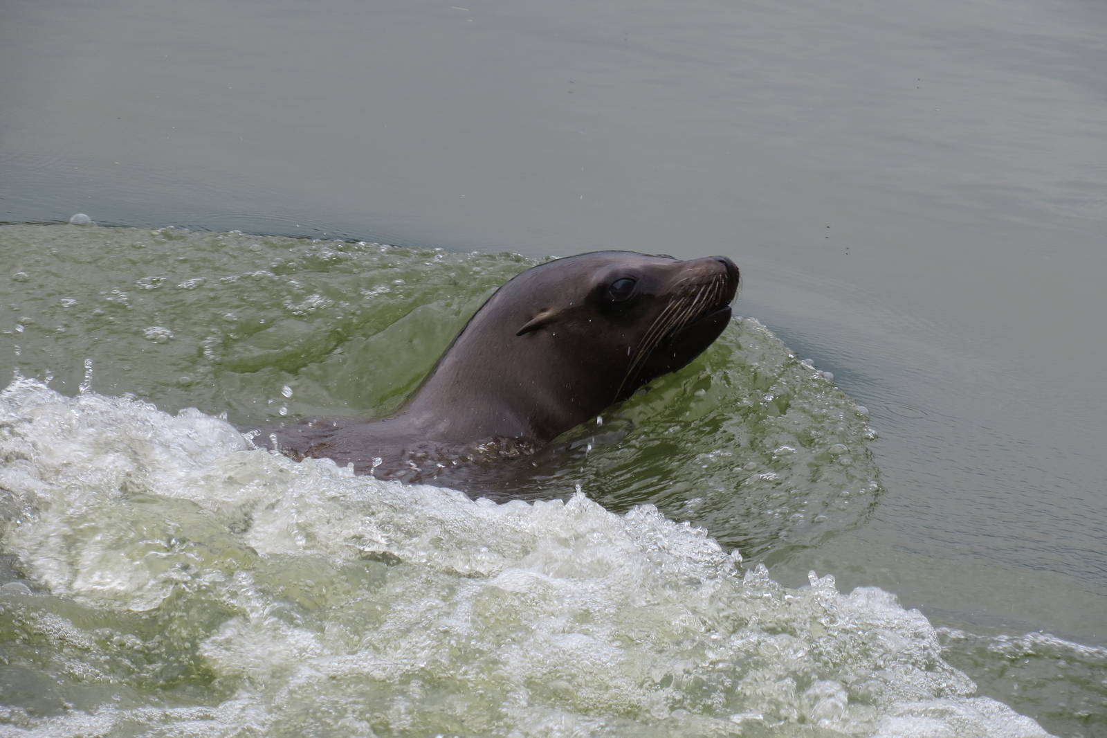 Californian Sealion 270713