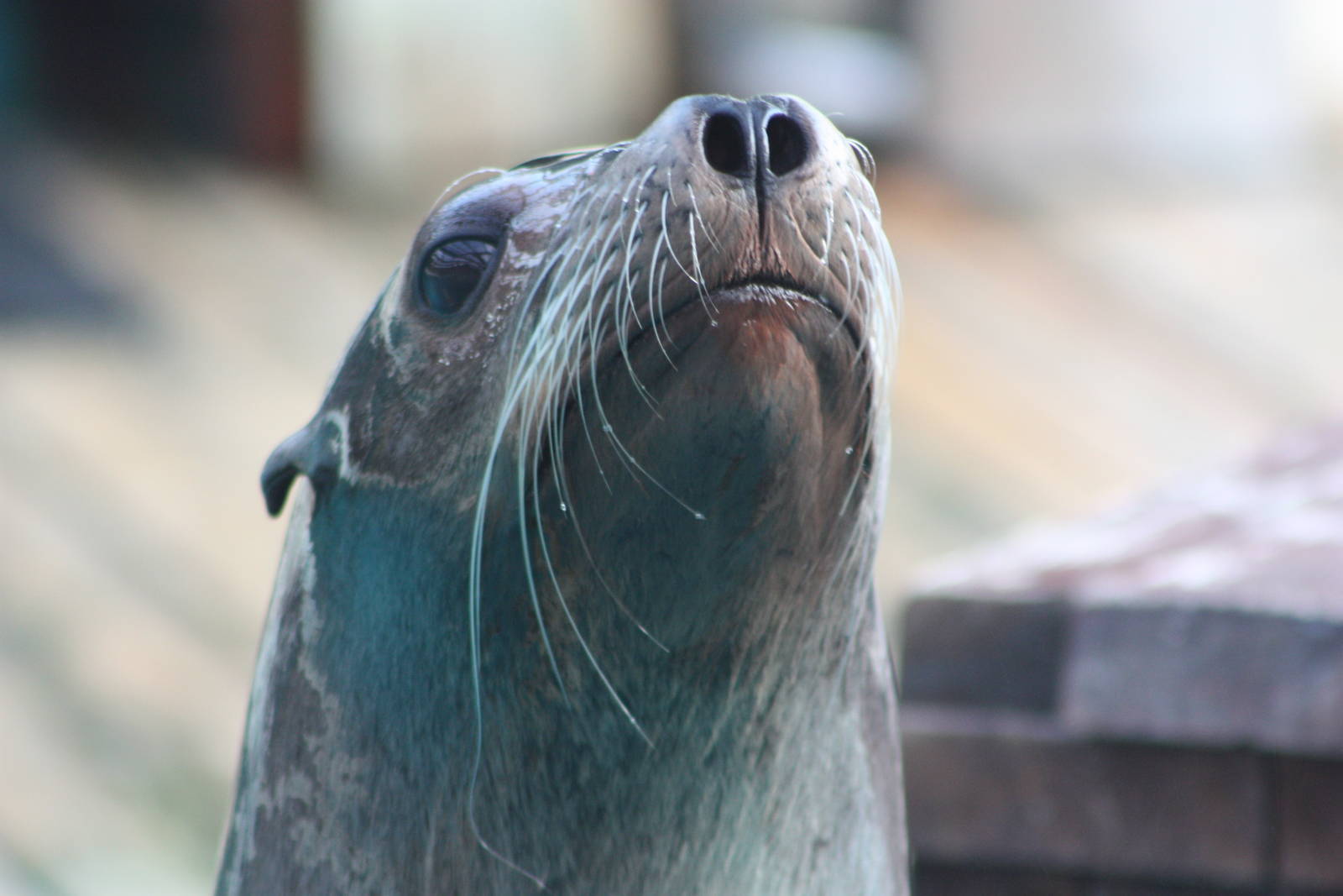 Californian Sealion, 30th December 2014