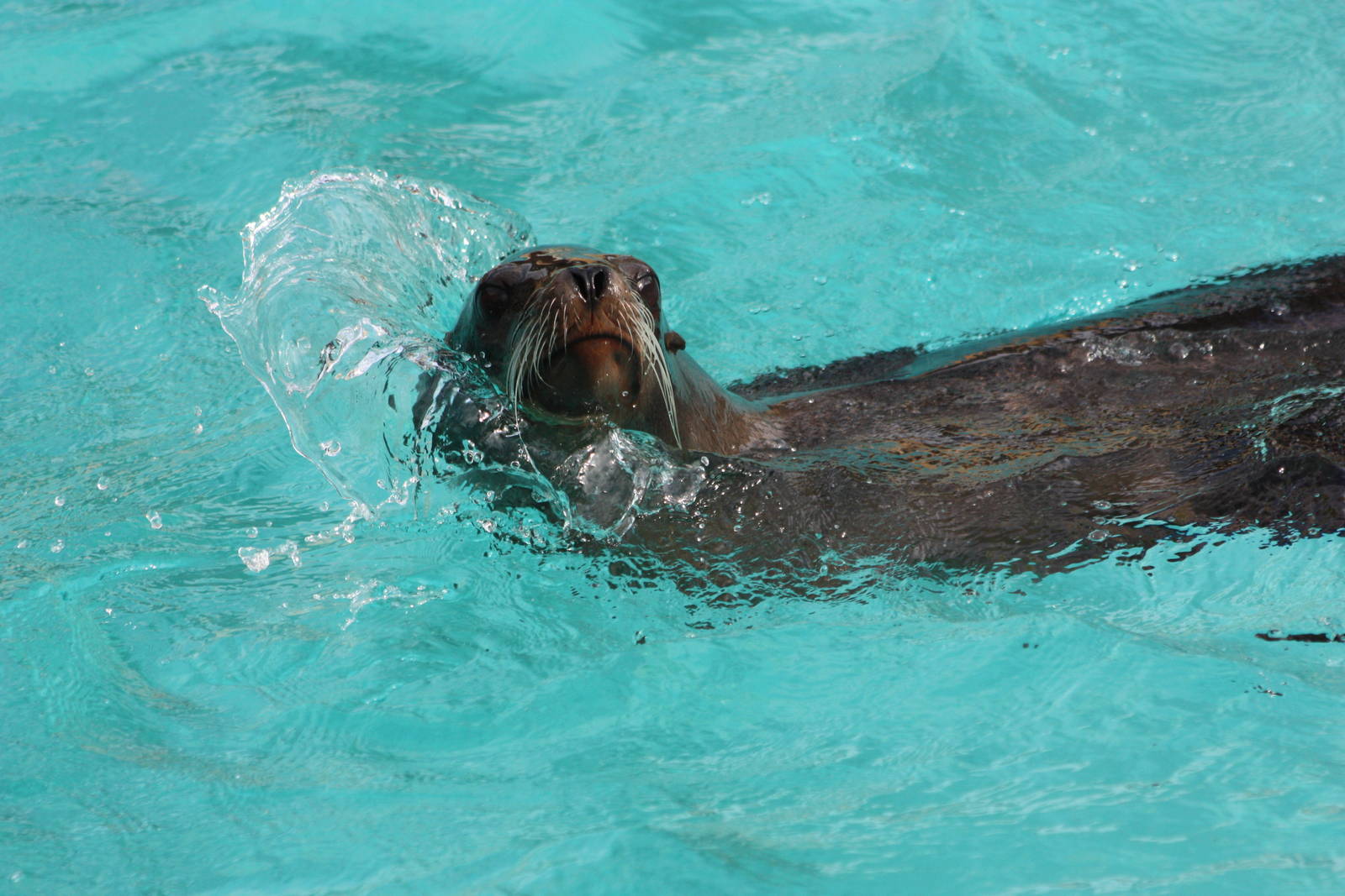 Californian Sealion, 30th September 2014