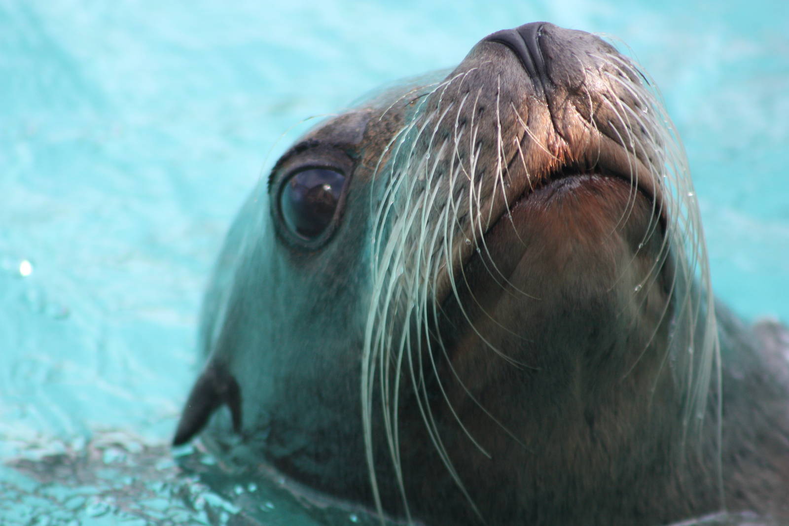 Californian Sealion, 30th September 2014