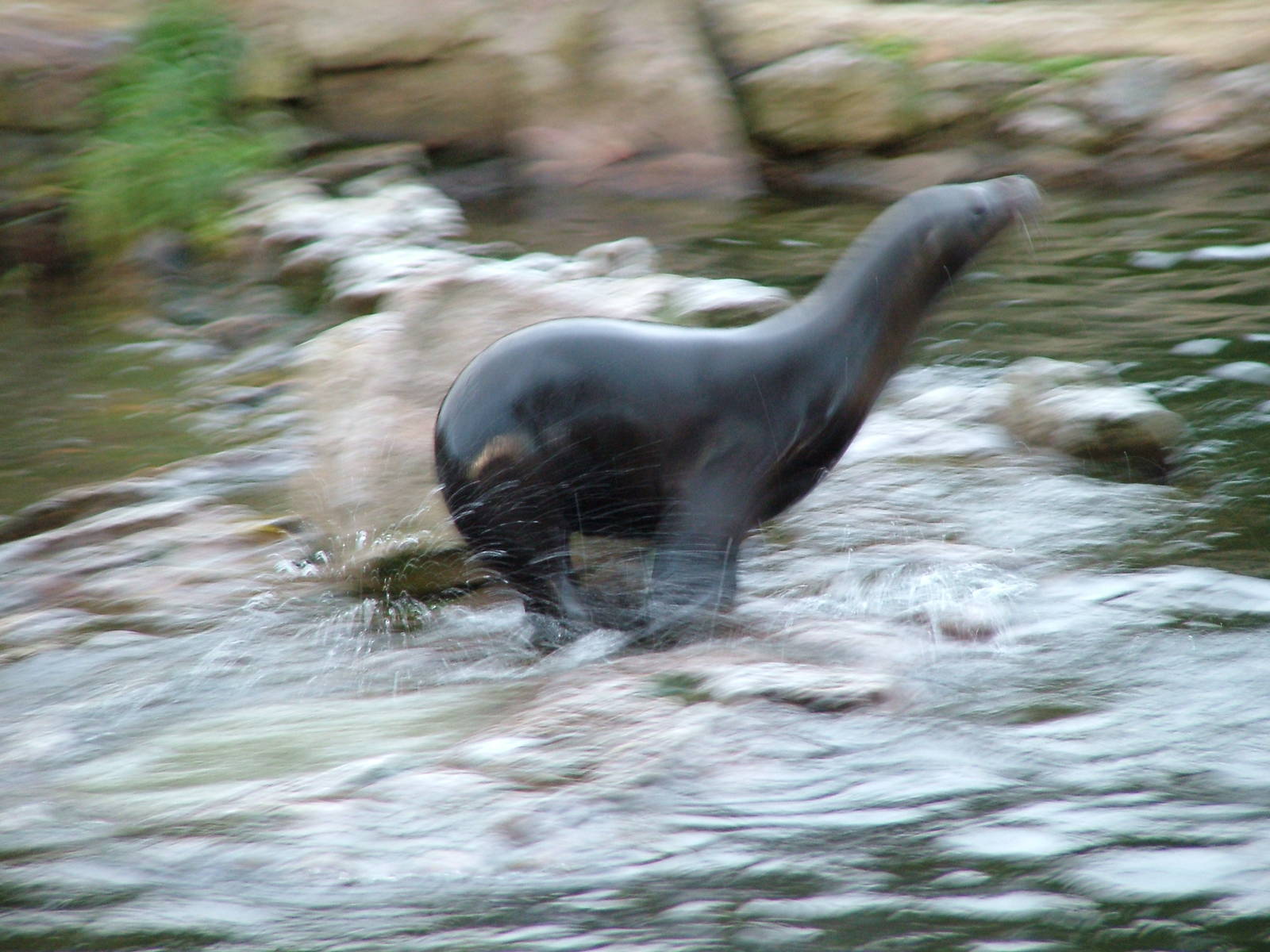 Californian Sealion at Chester 06/12/09