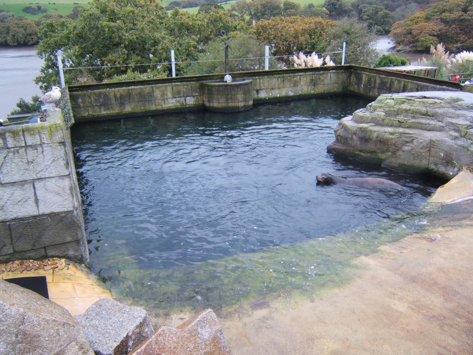 Californian Sealion Bull and view of enclosure from above