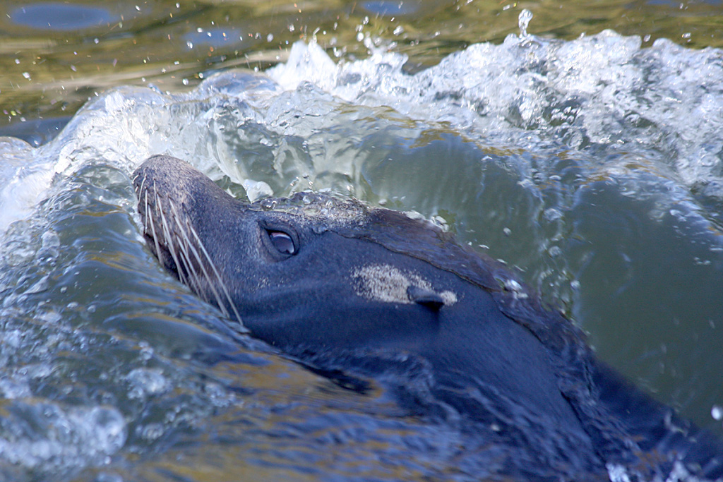 Californian Sealion dives at Chester 01/11/08