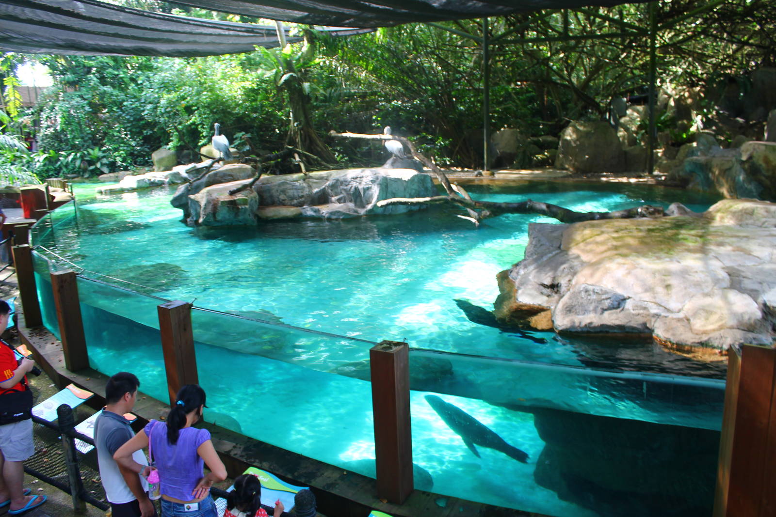 Californian Sealion exhibit