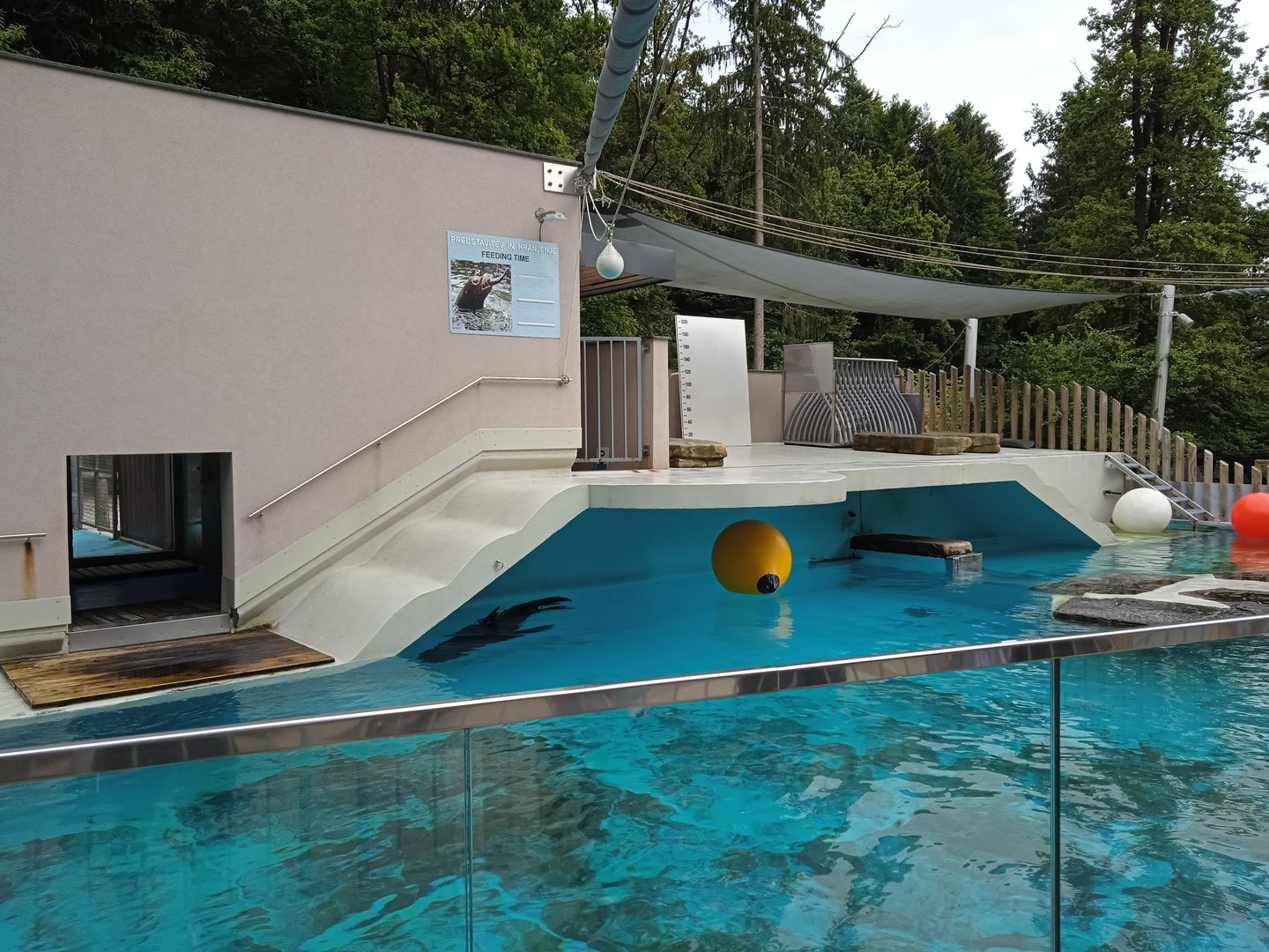 Californian sealion exhibit