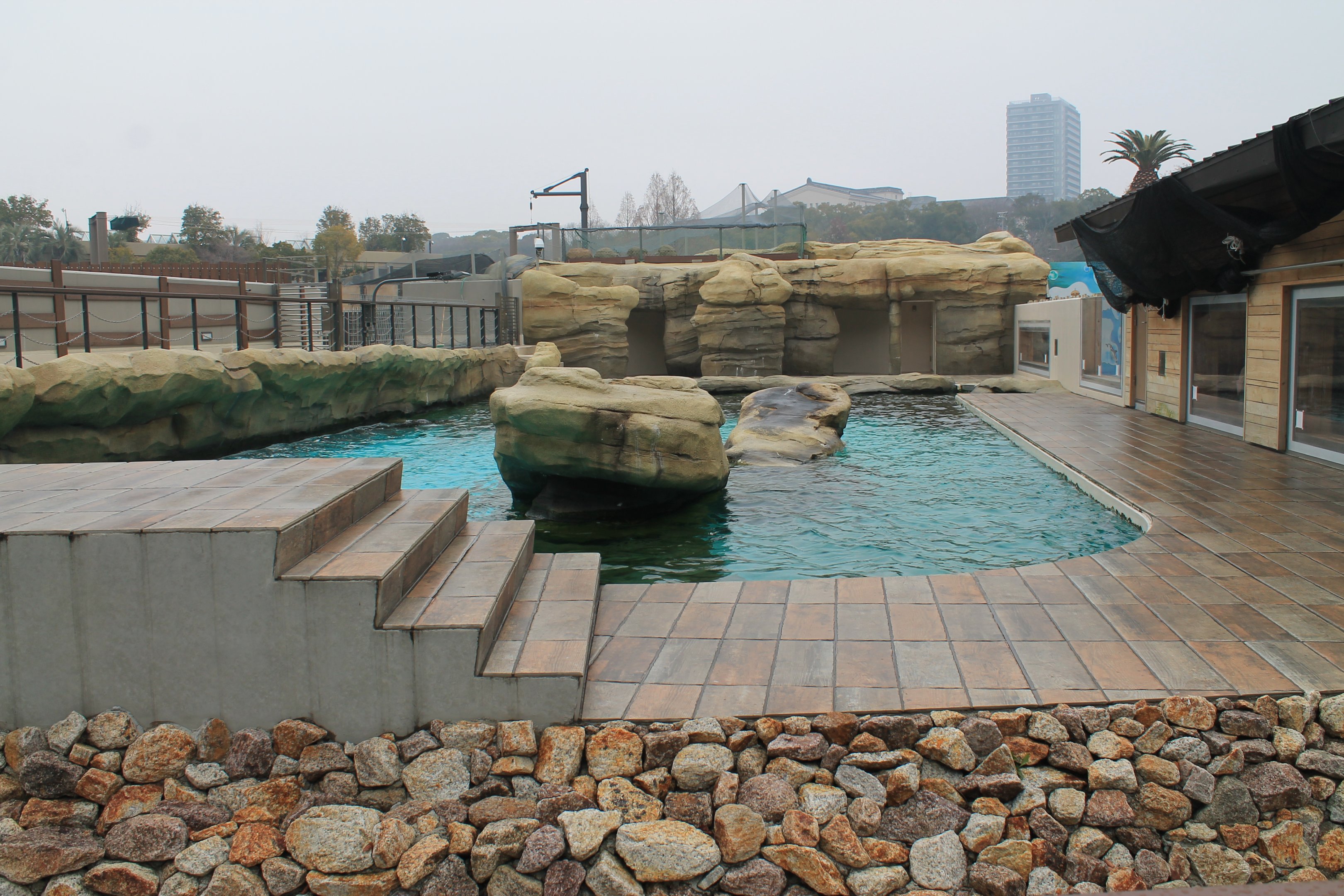 Californian Sealion exhibit
