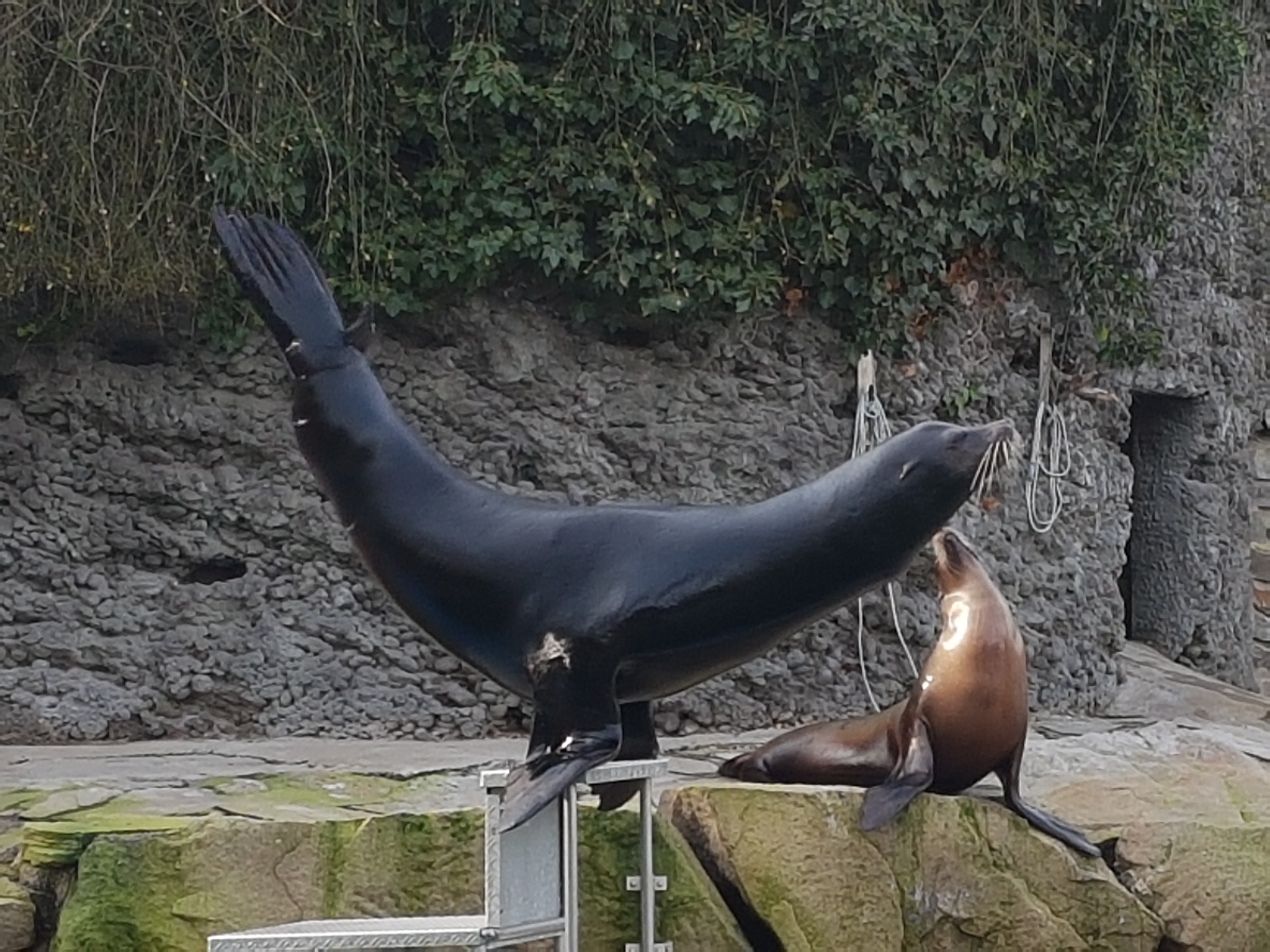 Californian sealion feeding demonstration
