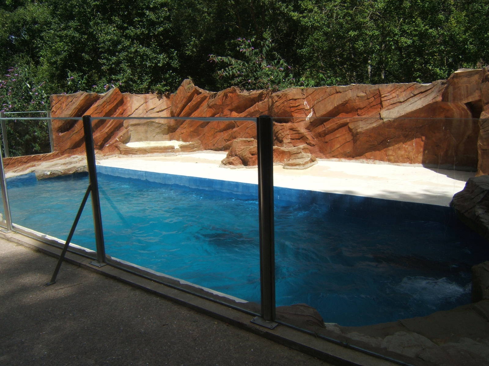 Californian Sealion holding pool