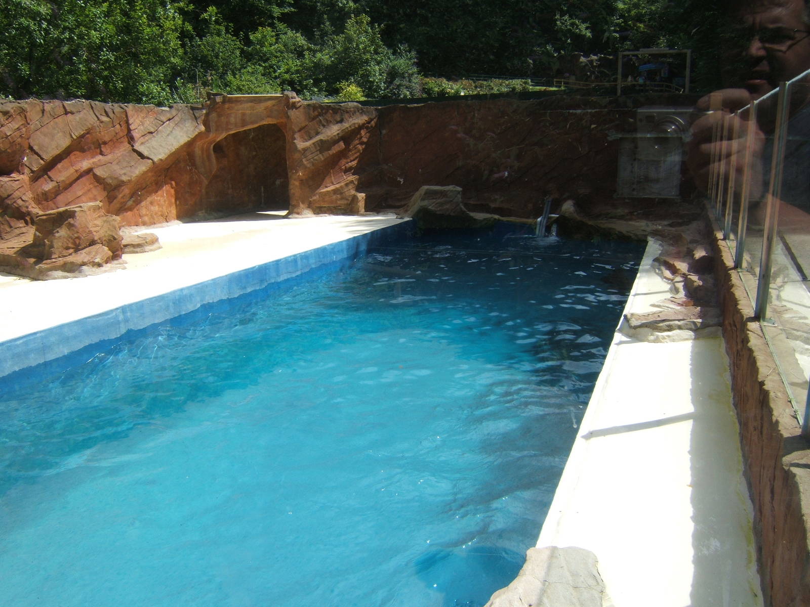 Californian Sealion holding pool
