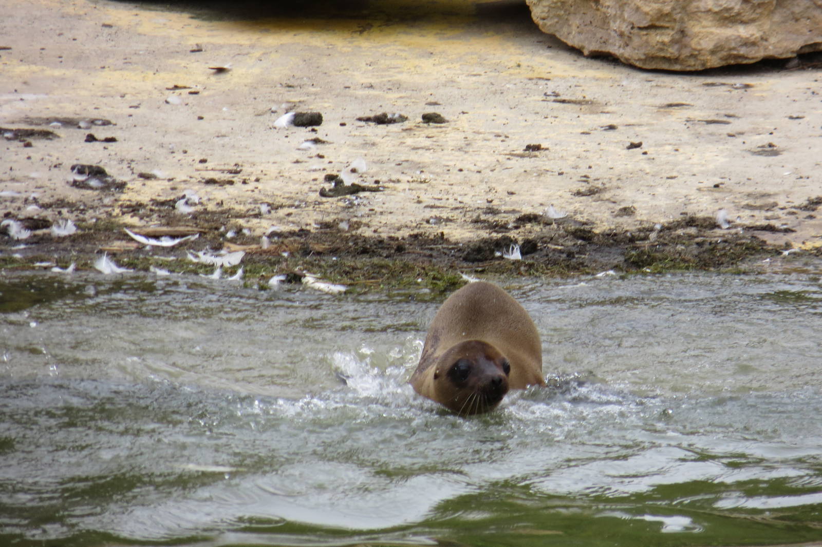 Californian Sealion Juvenile 270713
