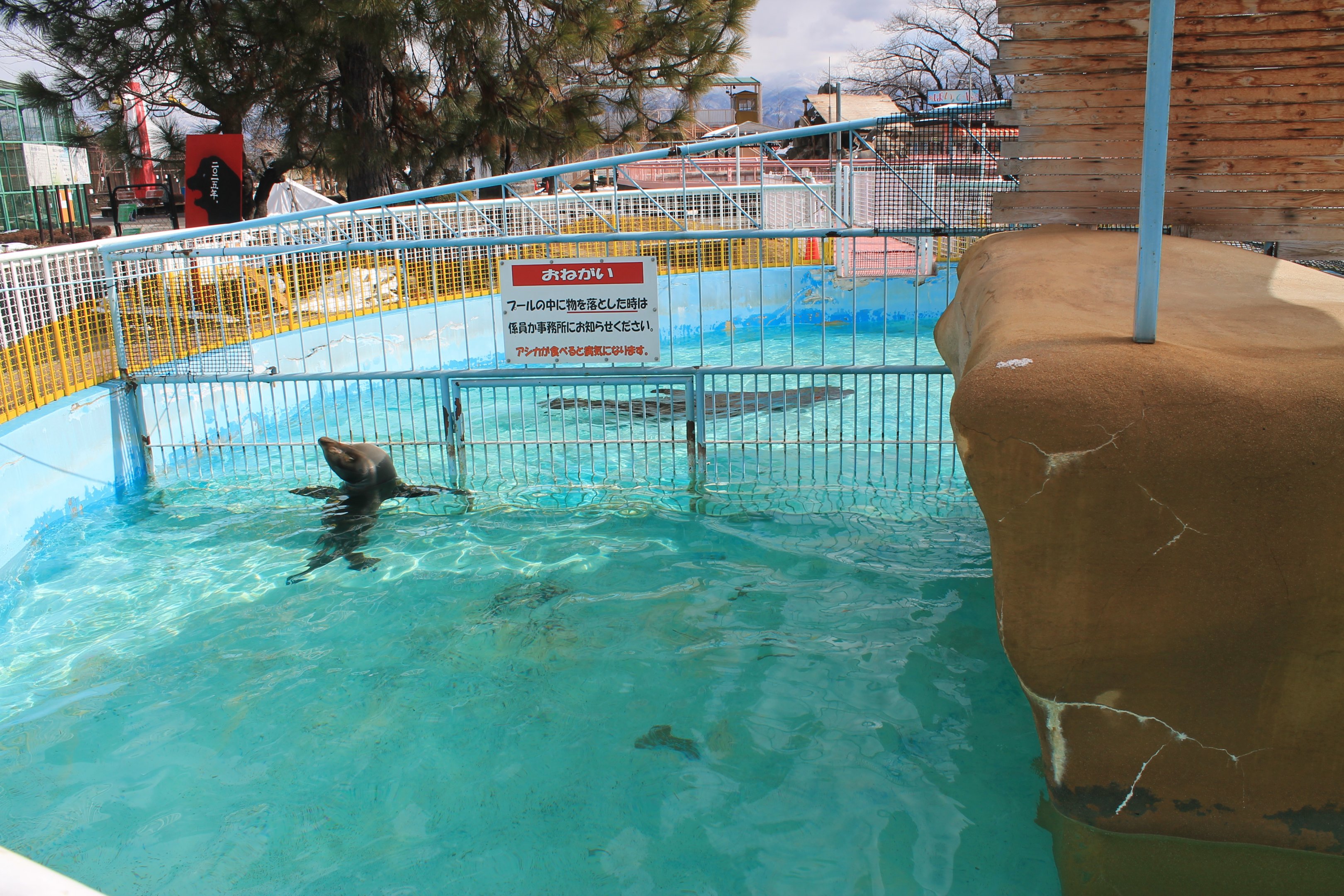 Californian Sealion pool, Joyama Zoo