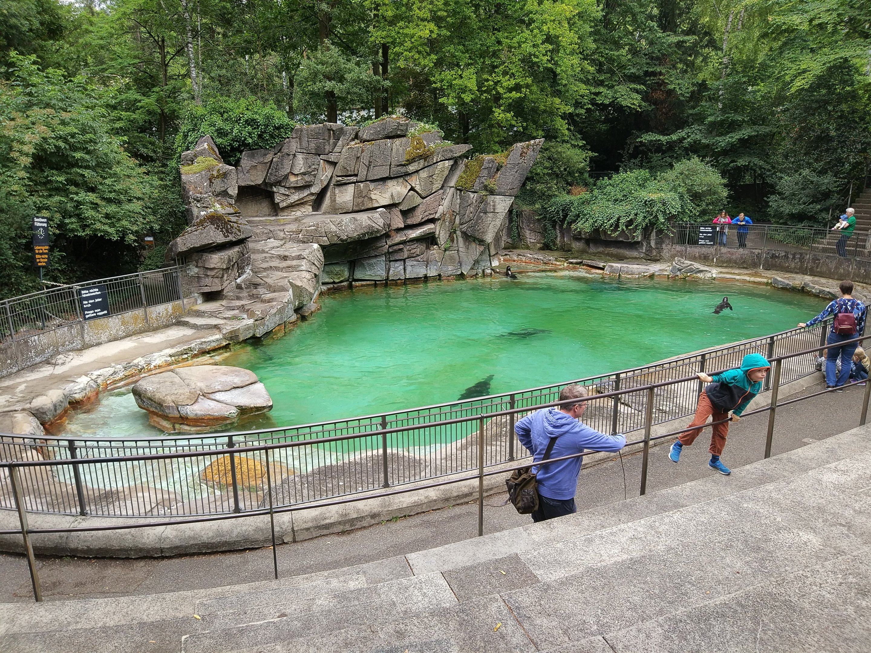Californian Sealion pool