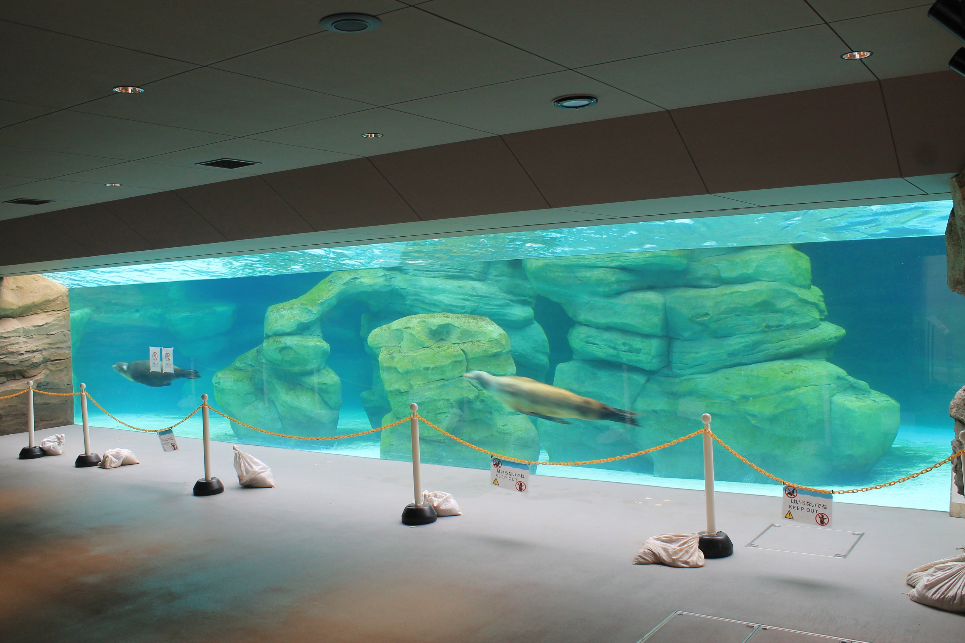 Californian Sealion underwater viewing