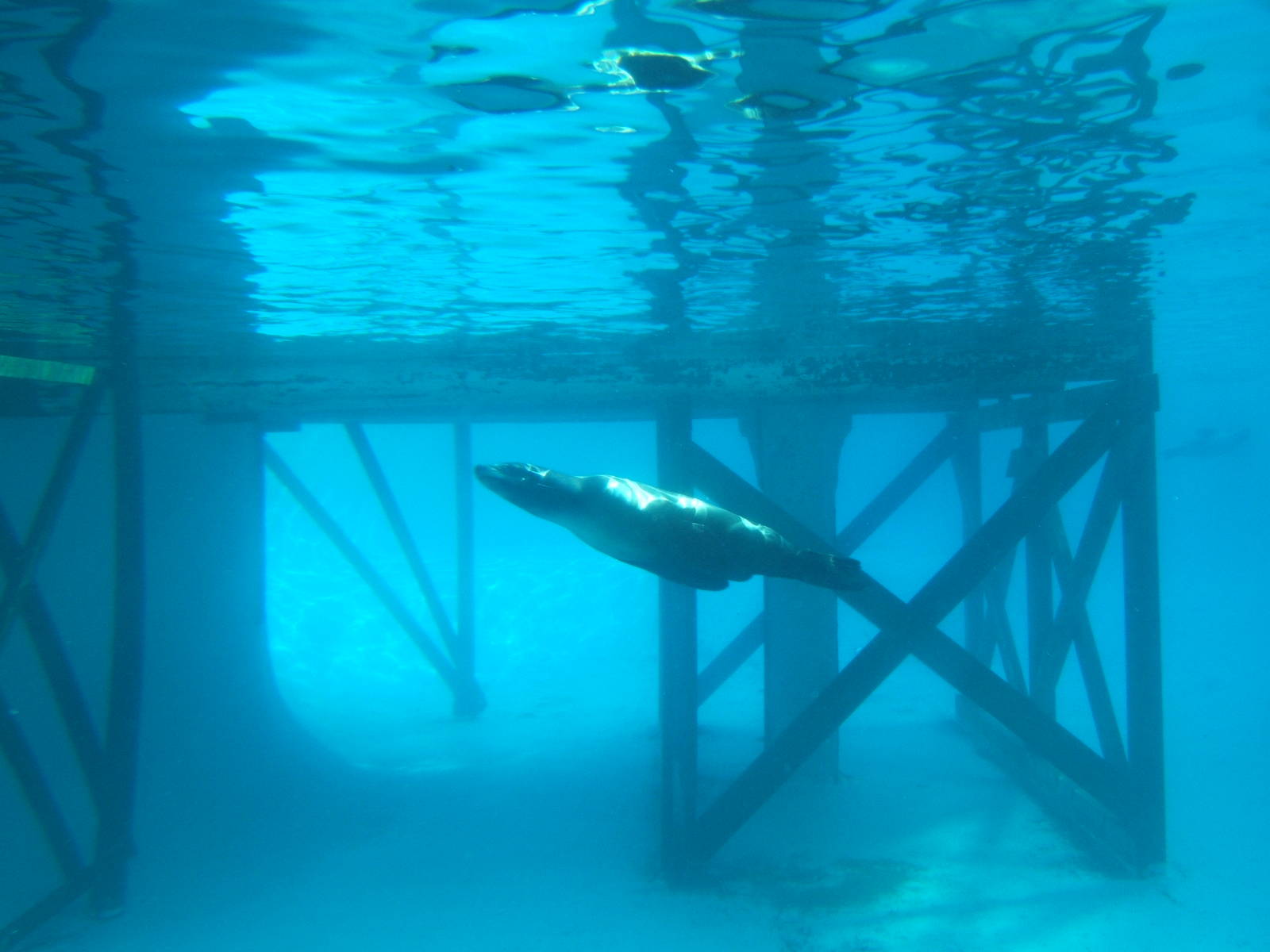 Californian Sealion underwater