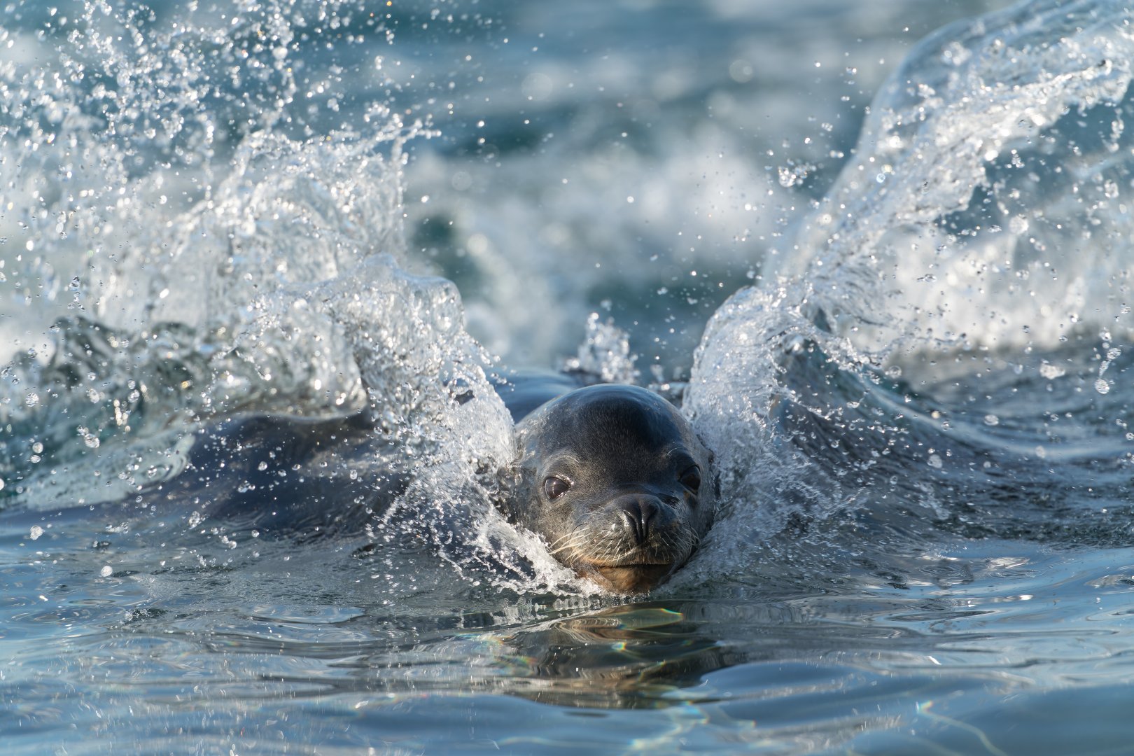 Californian Sealion, YWP, UK
