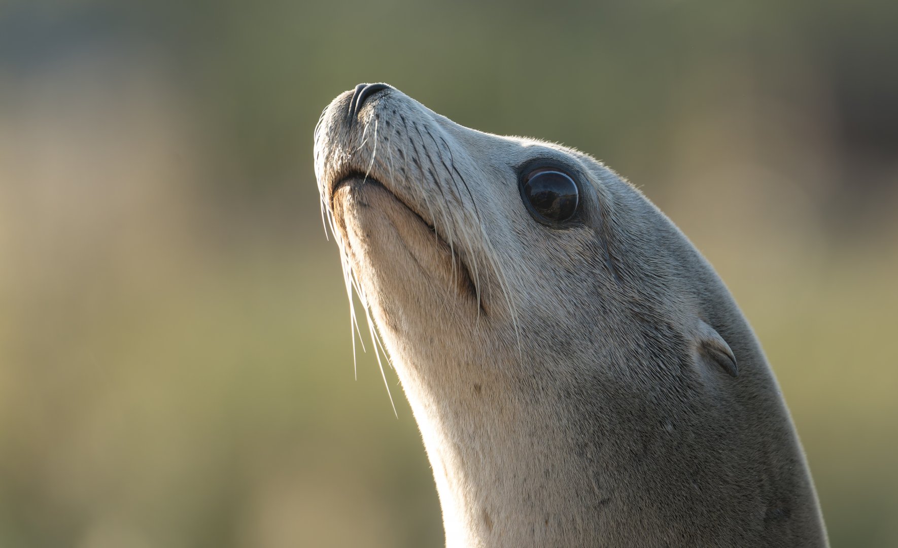 Californian Sealion, YWP, UK
