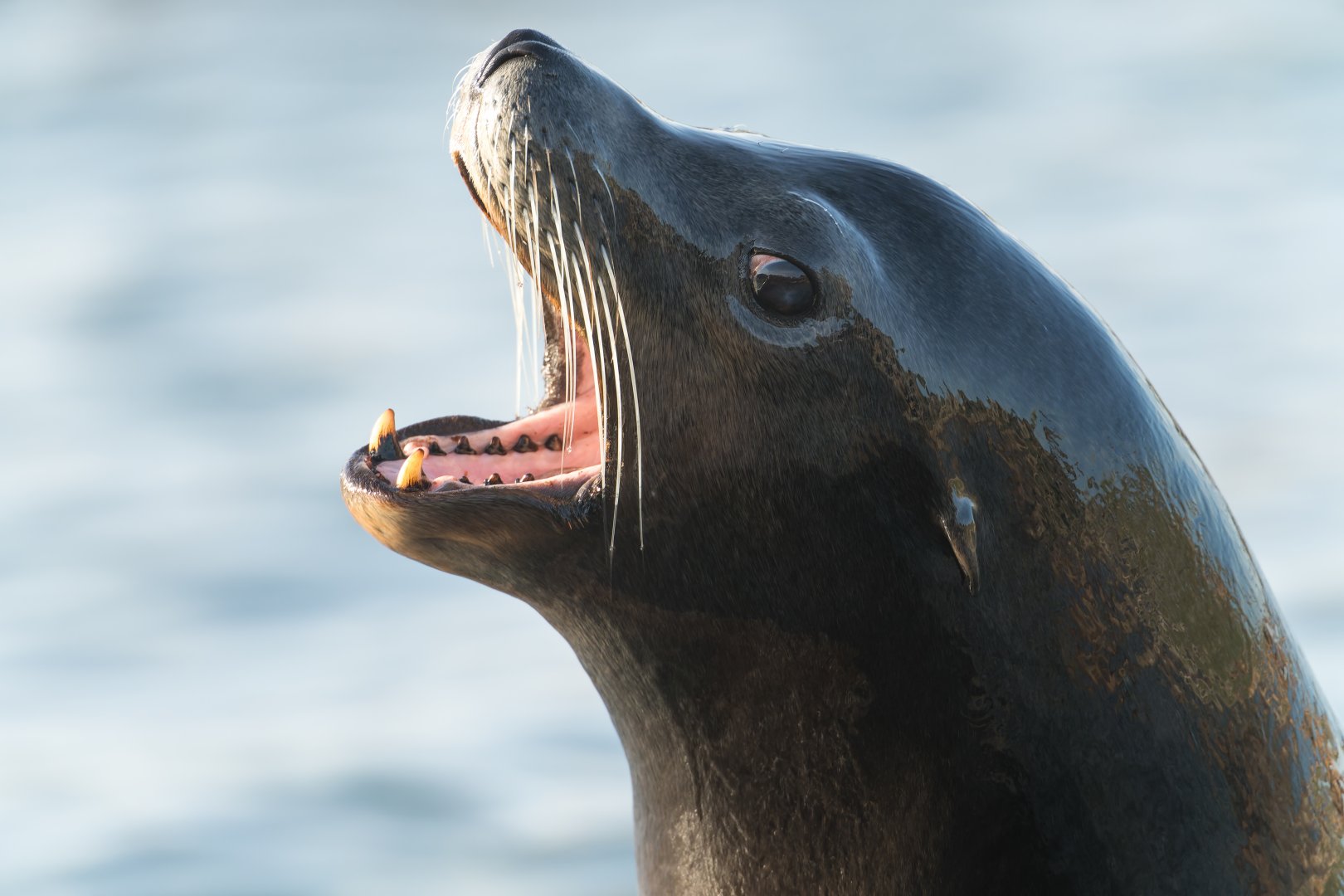 Californian Sealion, YWP, UK