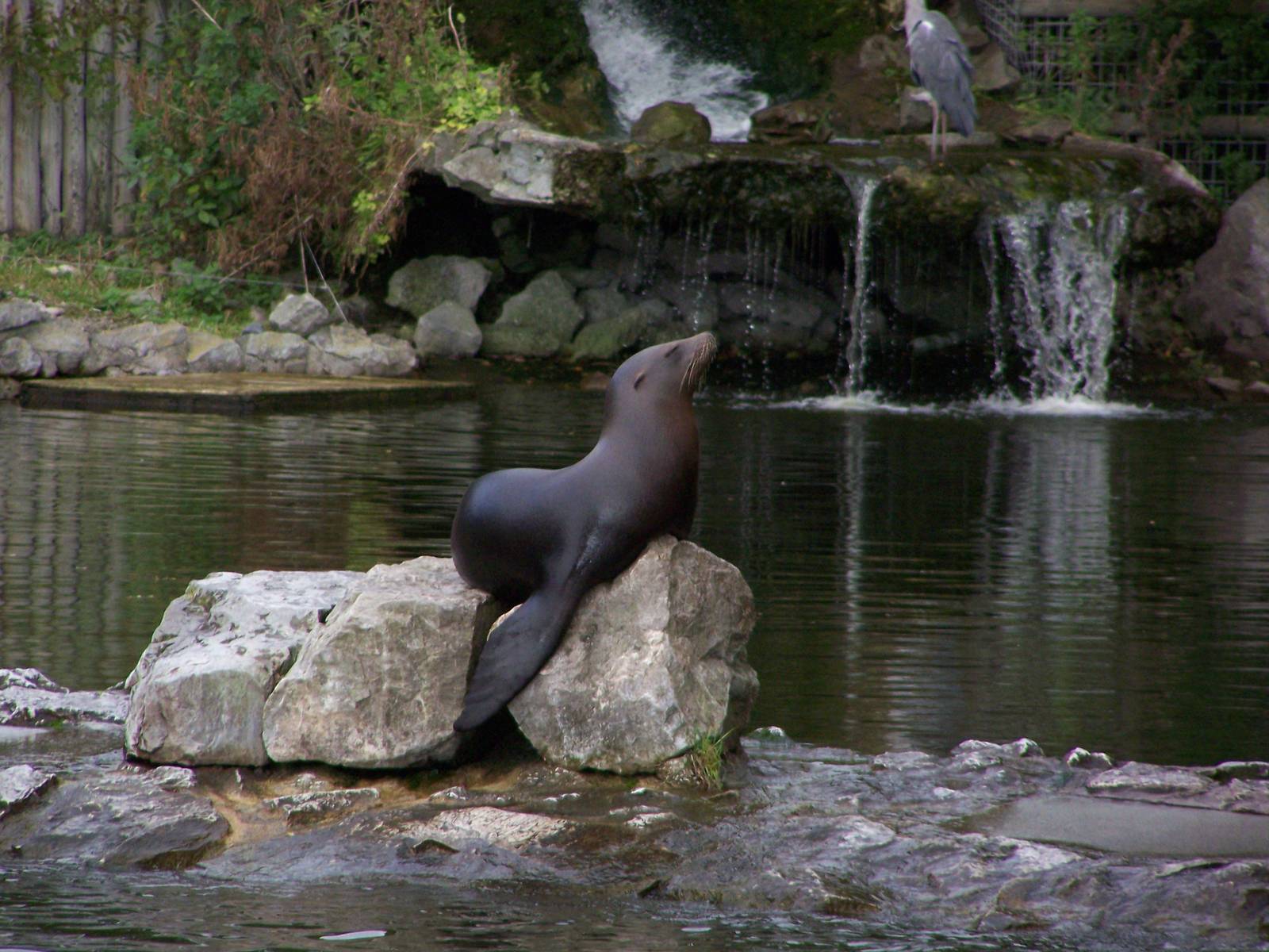 Californian Sealion