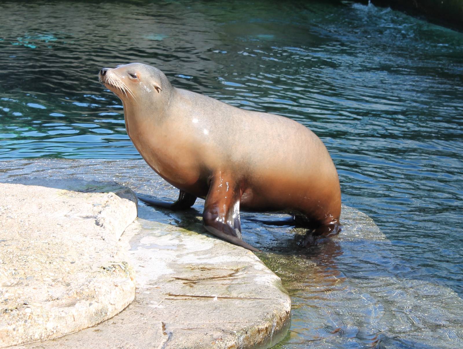 Californian sealion
