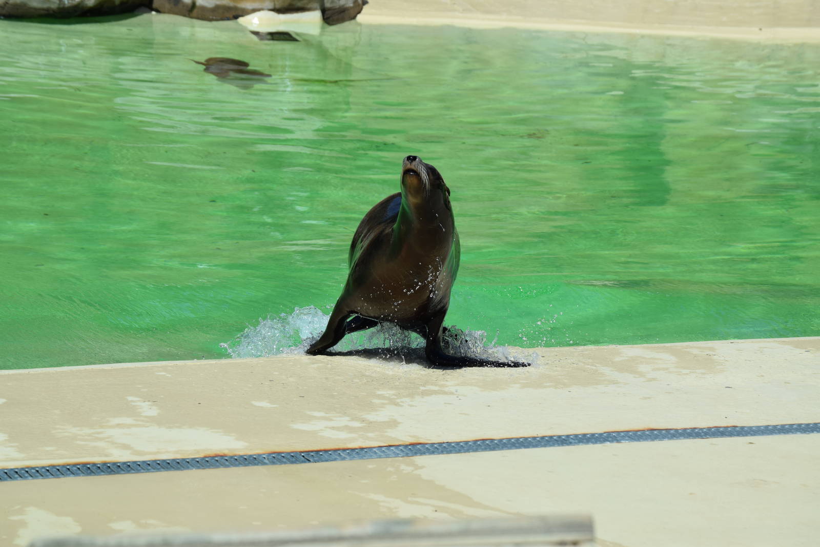 Californian Sealion