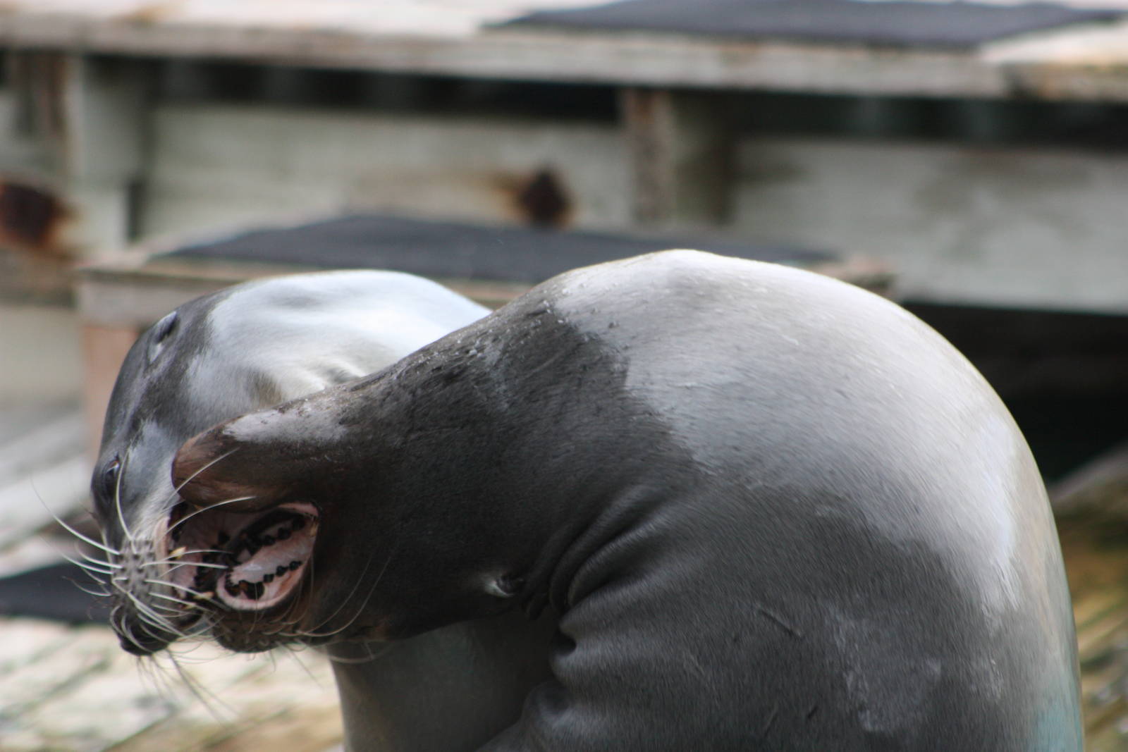 Californian Sealions, 1st September 2014
