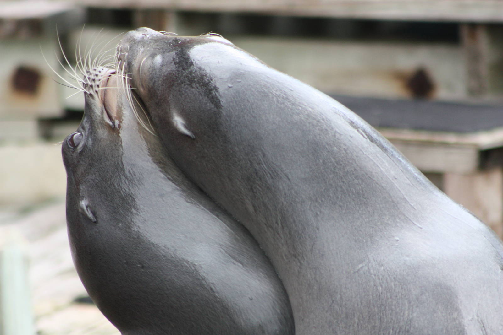 Californian Sealions, 1st September 2014