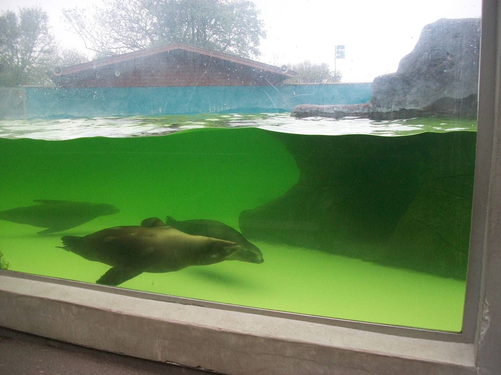 Californian Sealions 20th May 2013